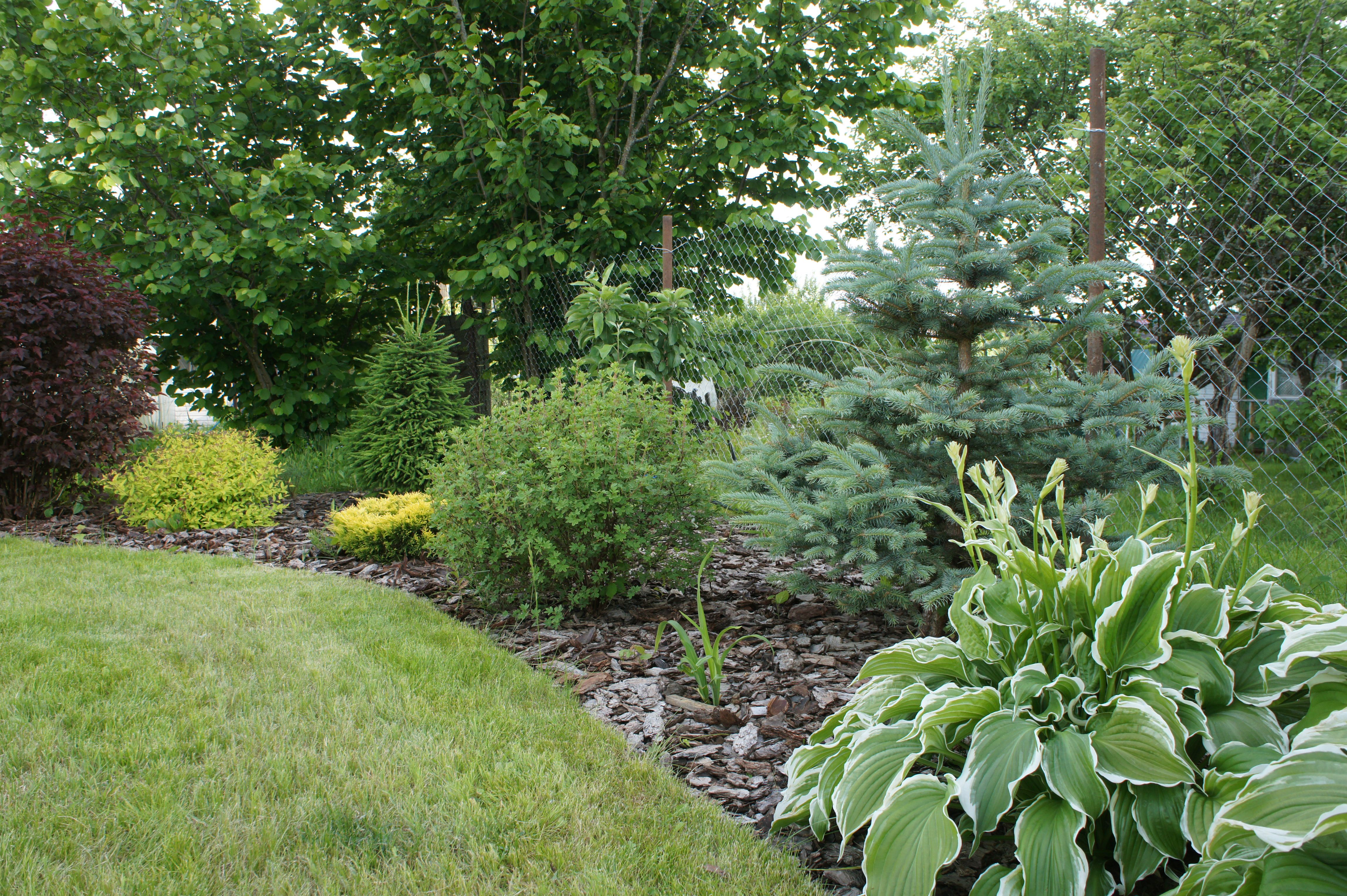 Flower Bed in the garden. Various deciduous plants, trees, spruce and lawn. Mulching flower beds with bark. Decorative Landscaping Design. Flower Bed in the garden. Various deciduous plants, trees, spruce and lawn. Mulching flower beds with bark. Decorative Landscaping Design.