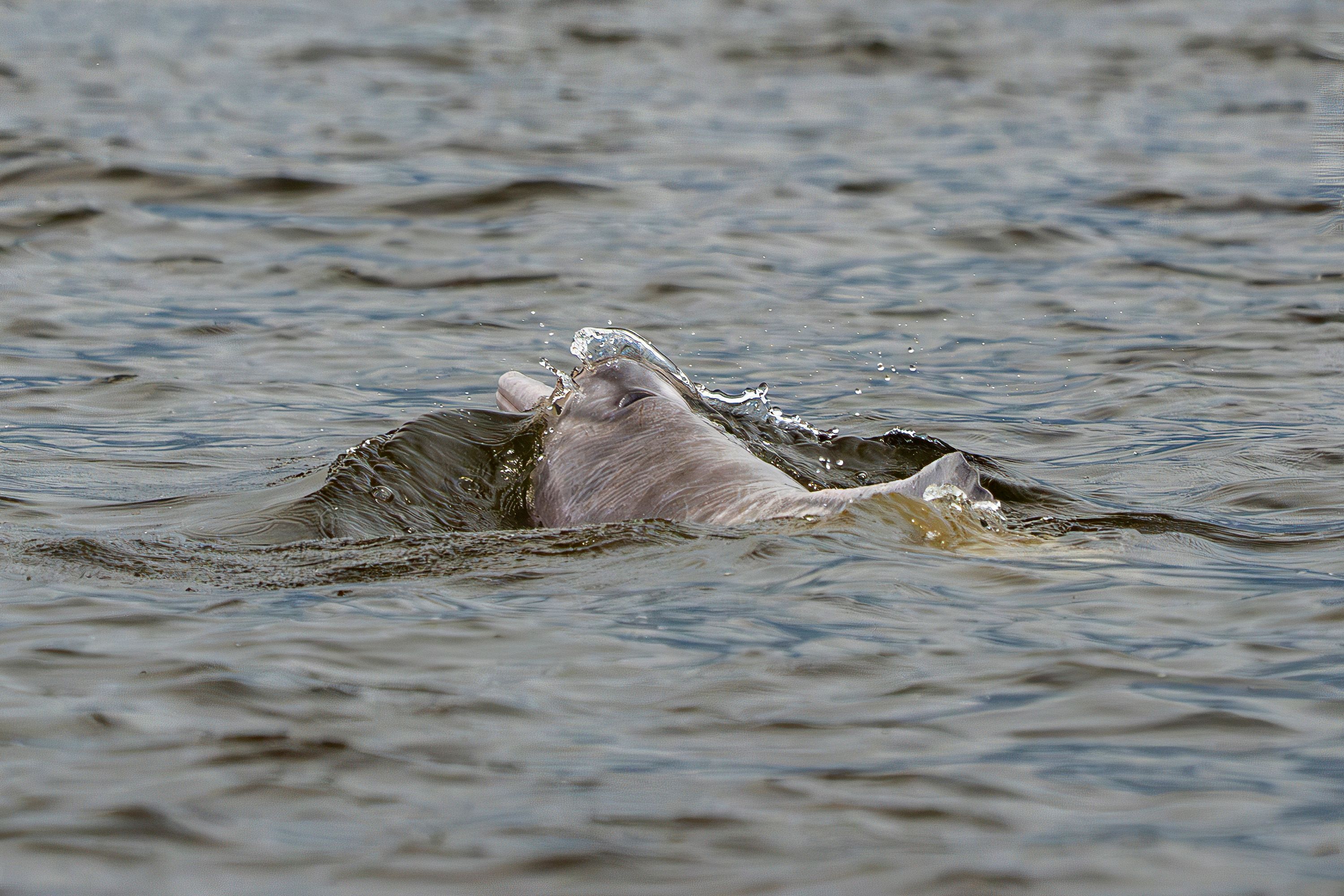 dolphins swimming