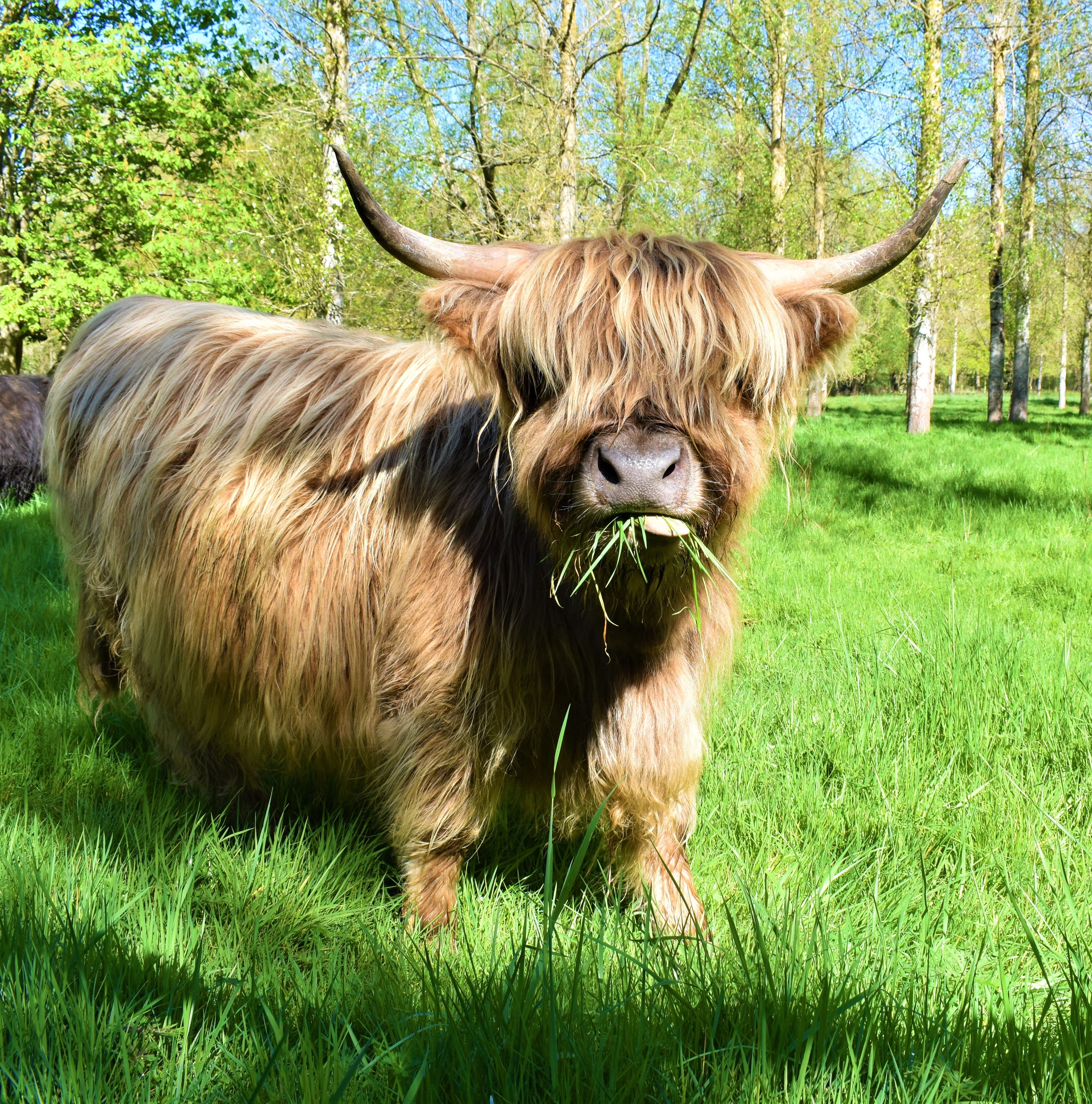 mini highland cattle spring