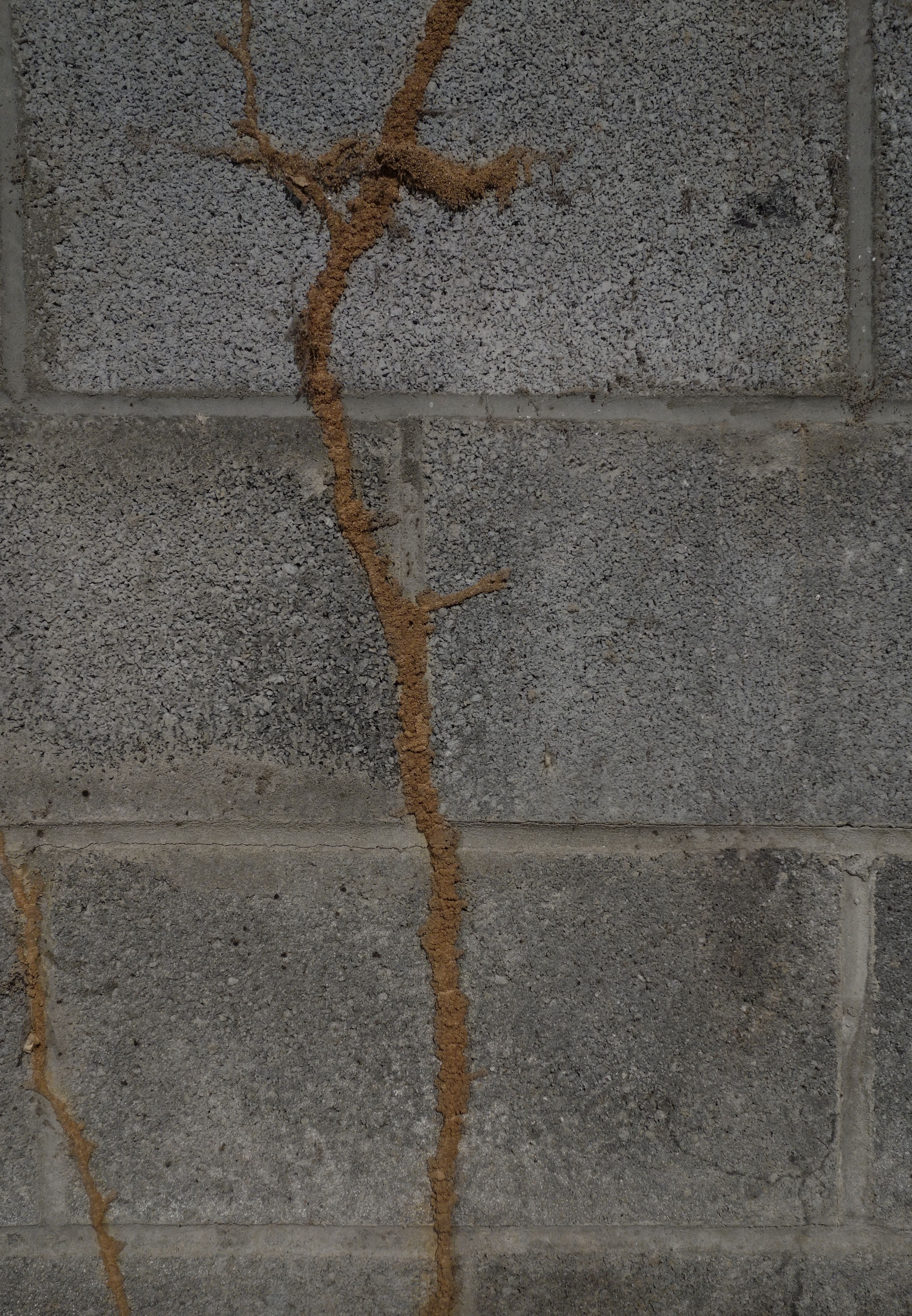 Termite mud tube on Phoenix home foundation during TSPE's pest inspection.”