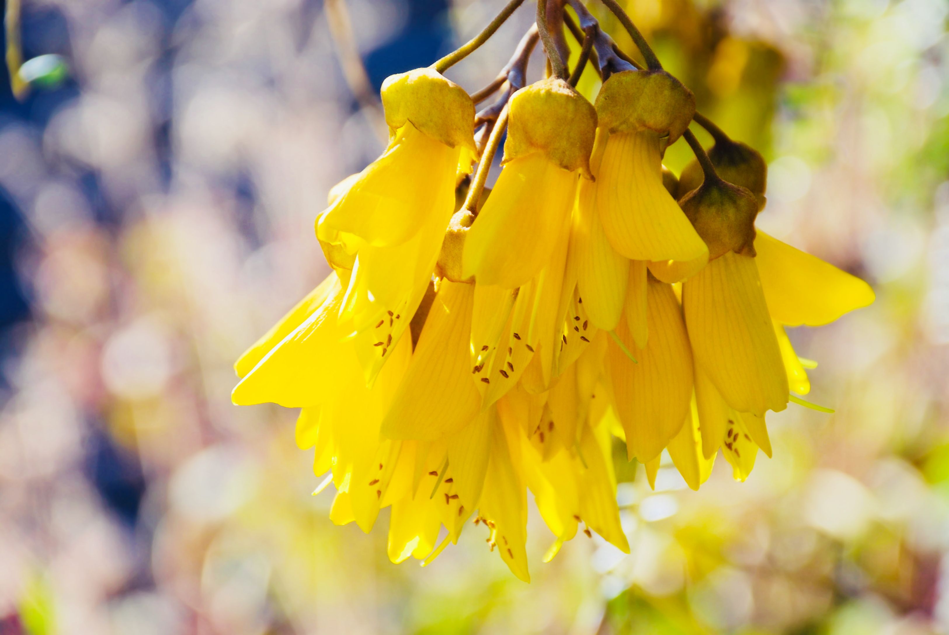 kowhai flower