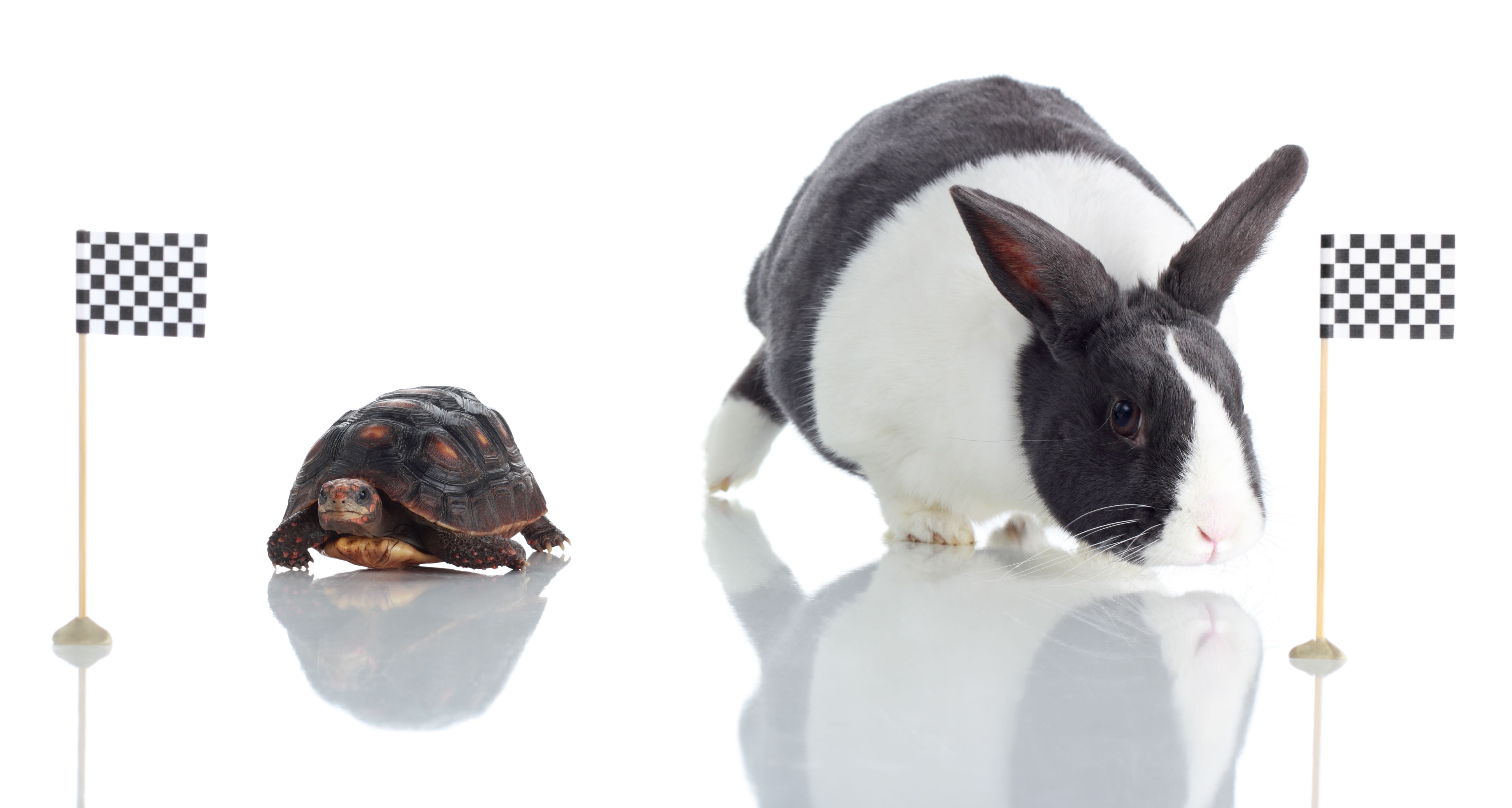 Tortoise and hare at the finish line Tortoise and hare at the finish line