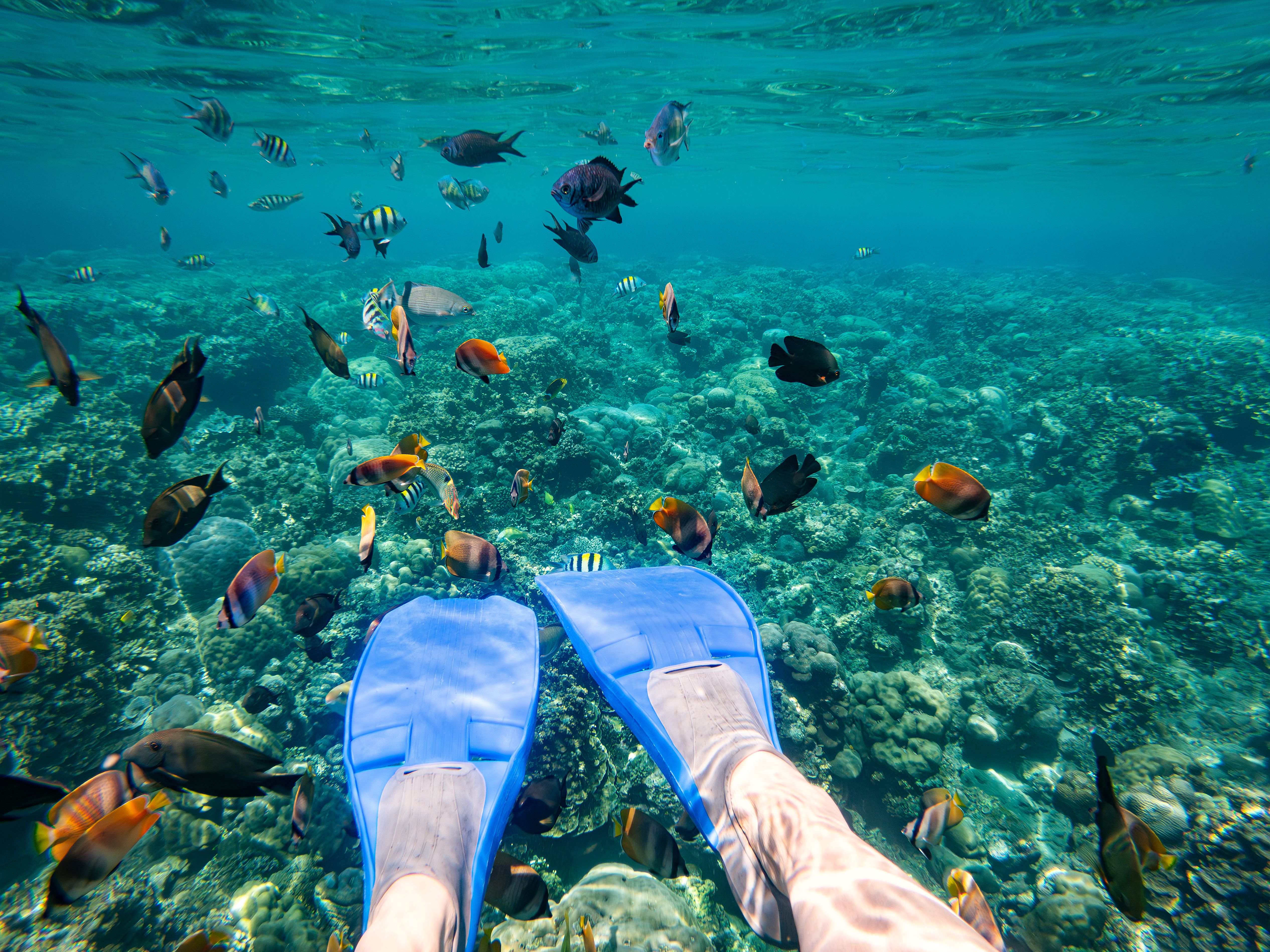 snorkeling