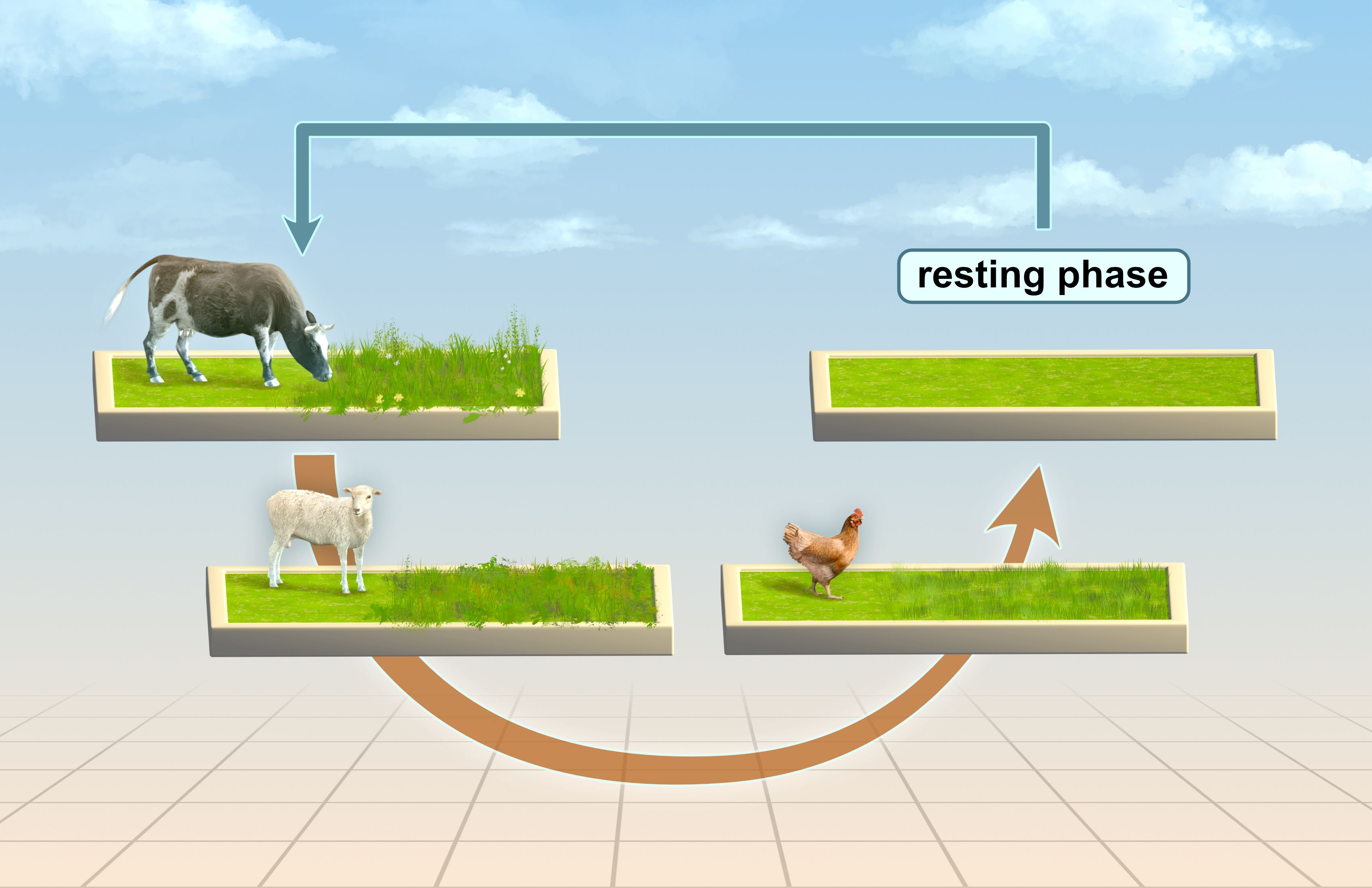 Multi species rotational grazing