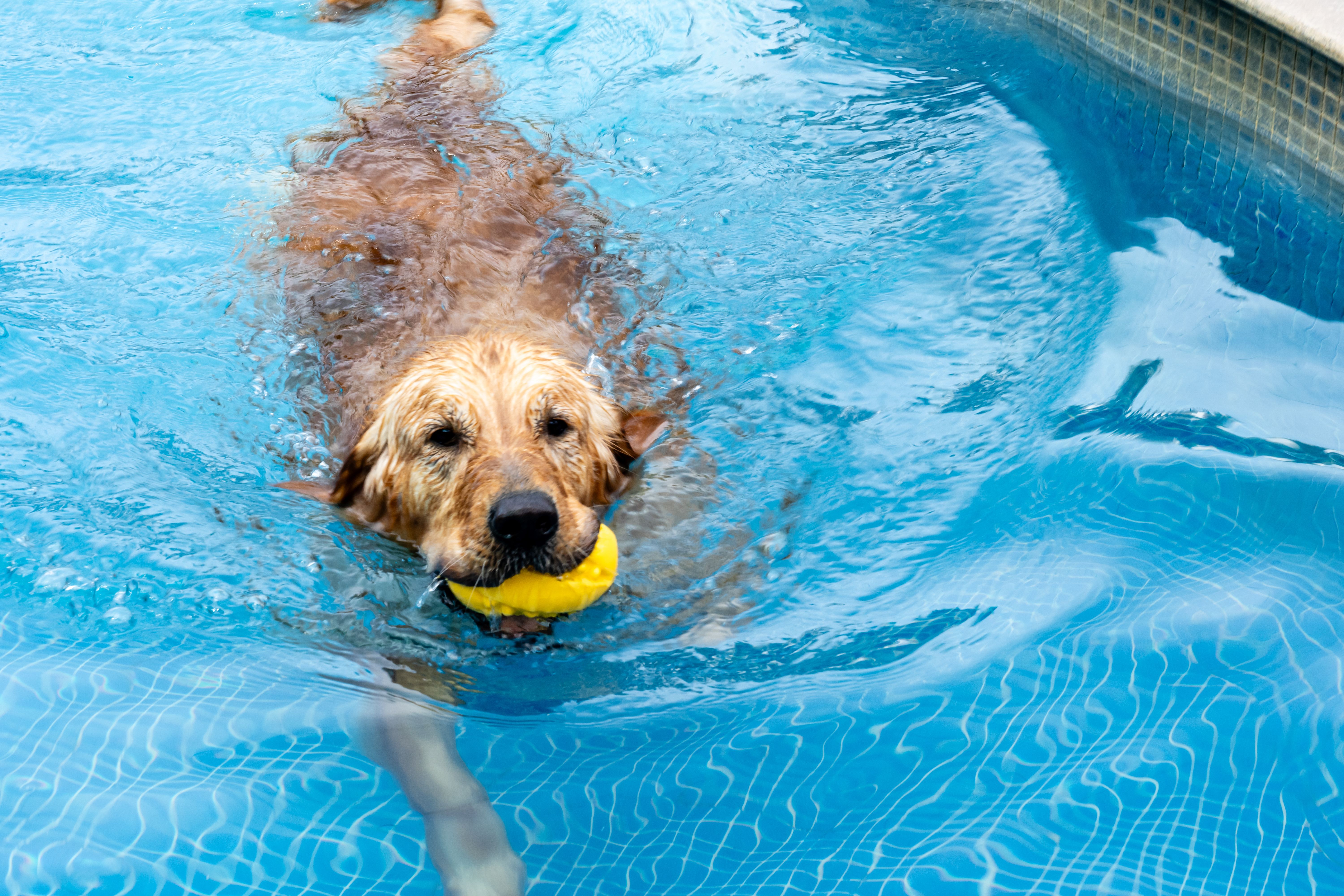pet cooling