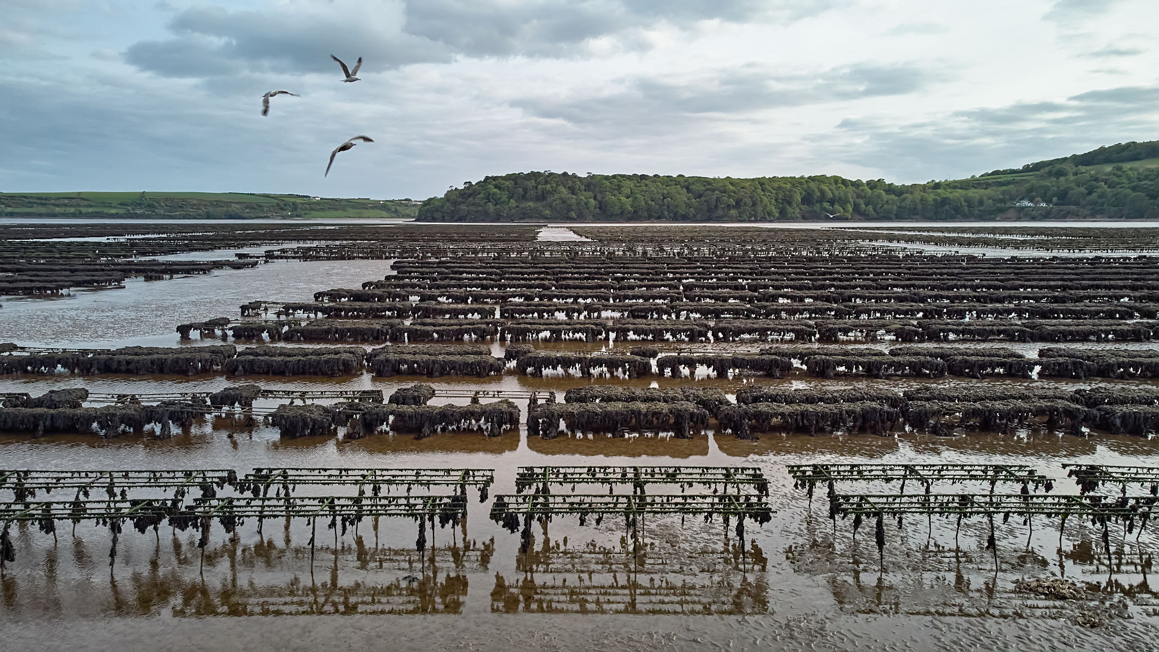 Oyster farming and oyster traps, floating mesh bags. Drone Aerial View Woodstown beach, Waterford, Ireland Oyster farming and oyster traps, floating mesh bags. Drone Aerial View Woodstown beach, Waterford, Ireland