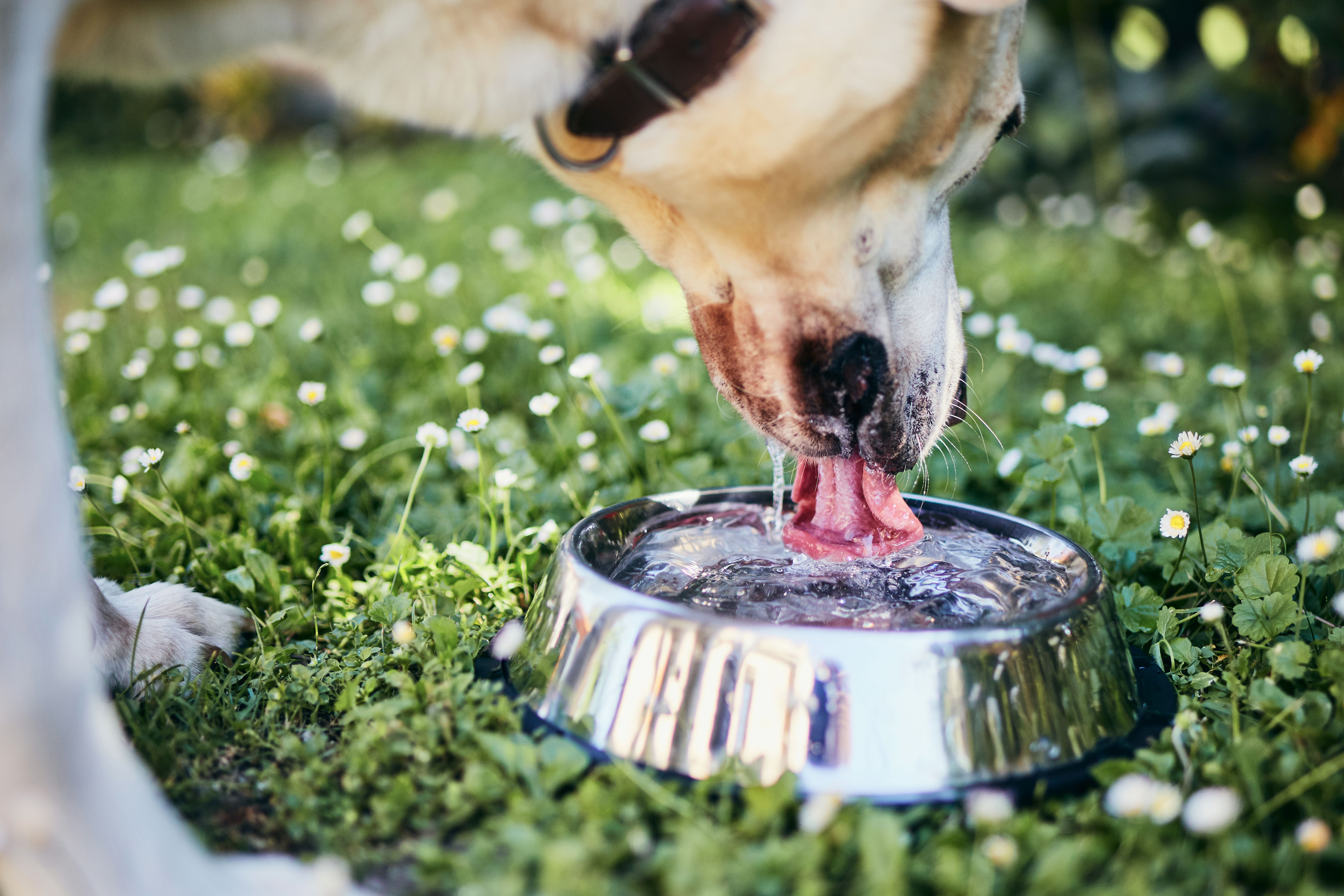 Dog drinking water from bowl Dog drinking water from bowl