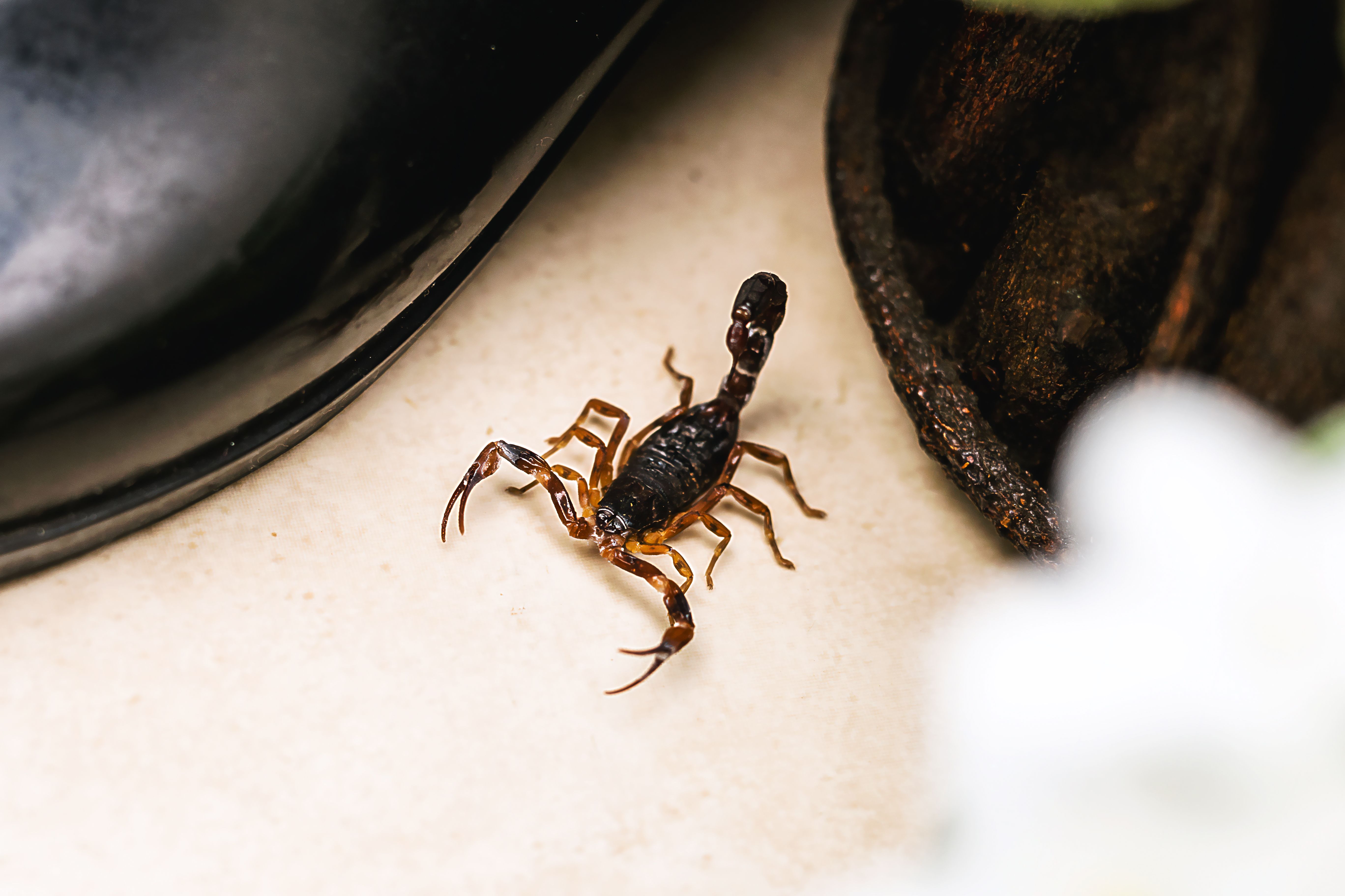 Scorpion indoors by the garden. Poisonous animal in the home interior. Careful, need for detection. Scorpion indoors by the garden. Poisonous animal in the home interior. Careful, need for detection.