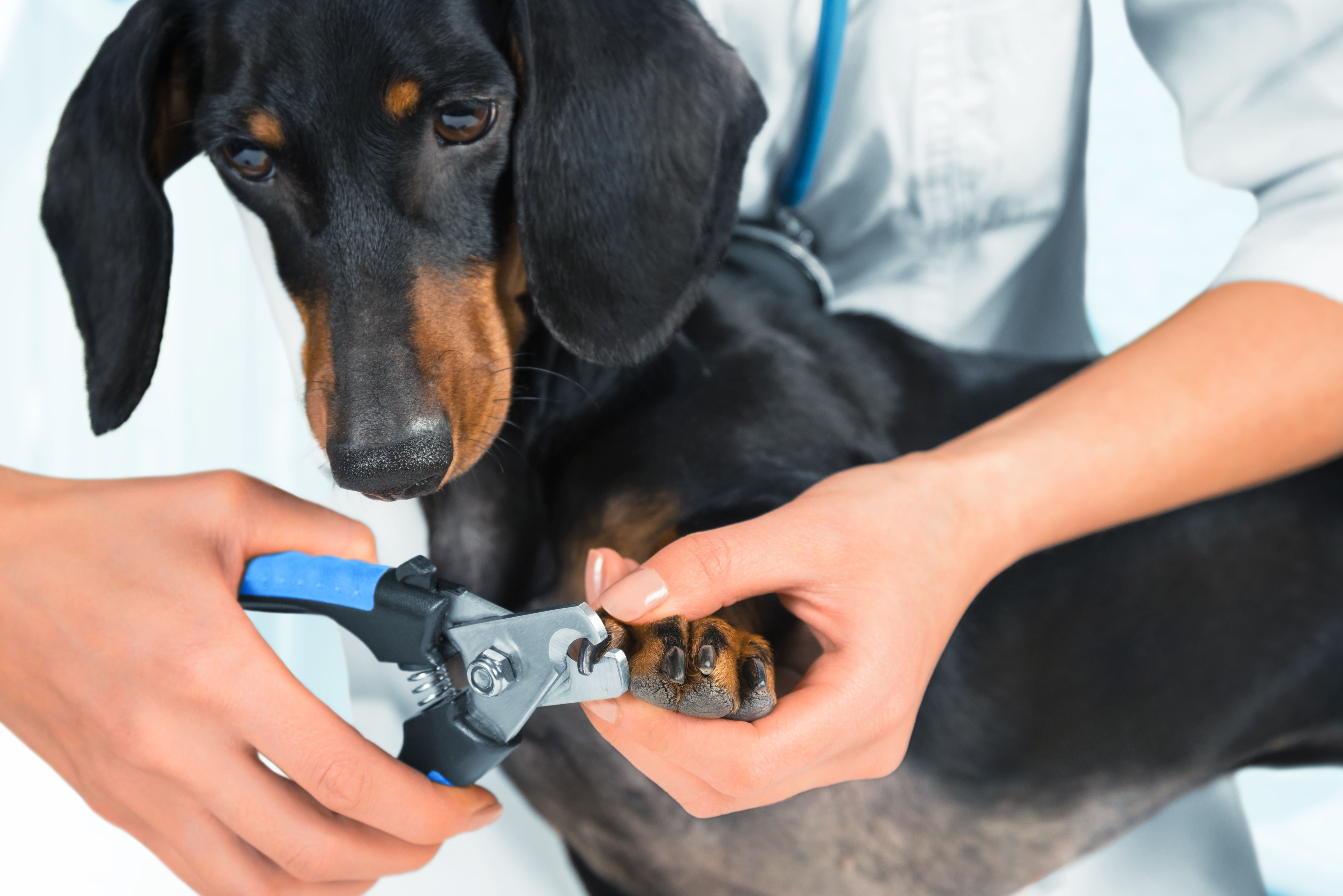 dog nail clipping