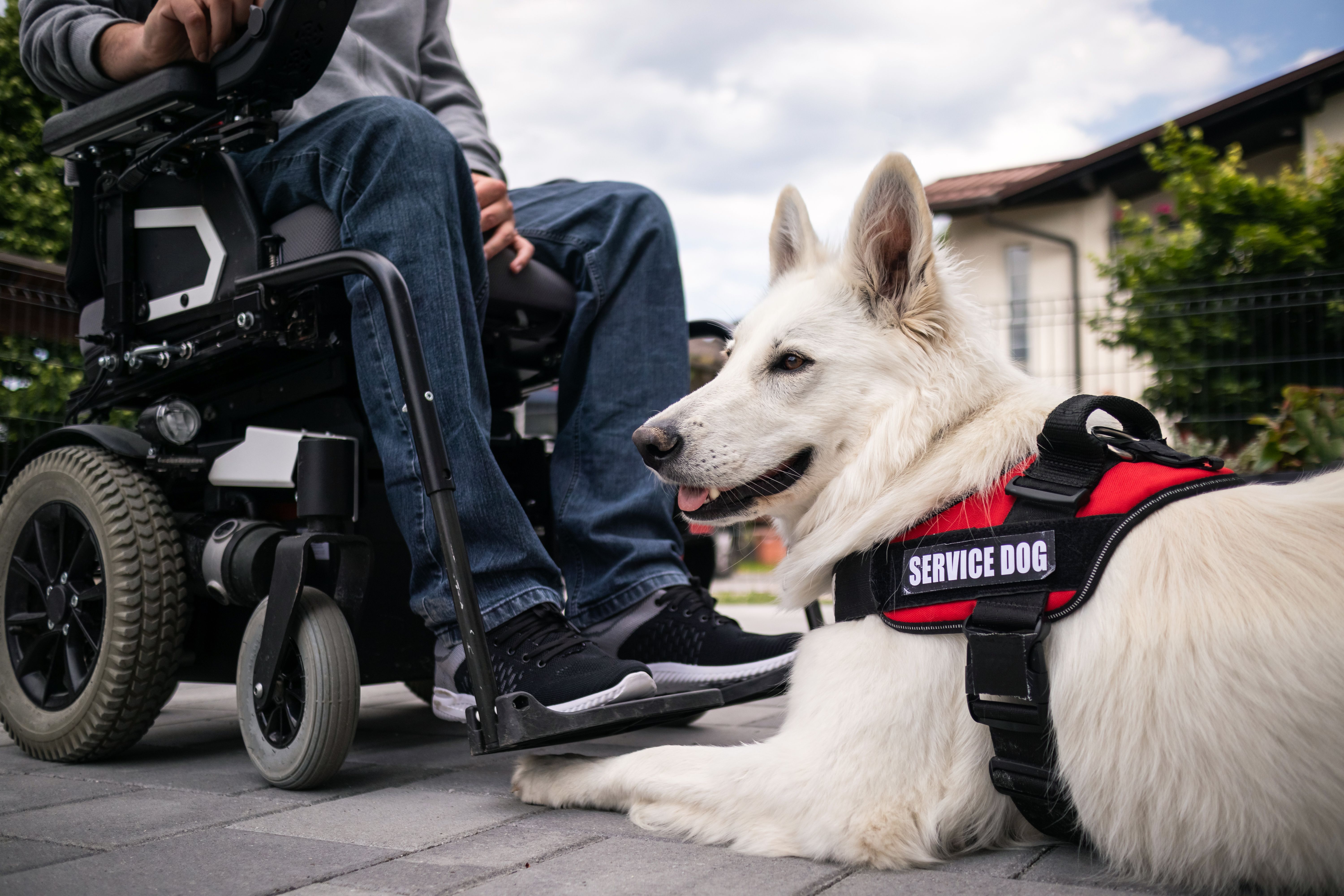 service dog helping