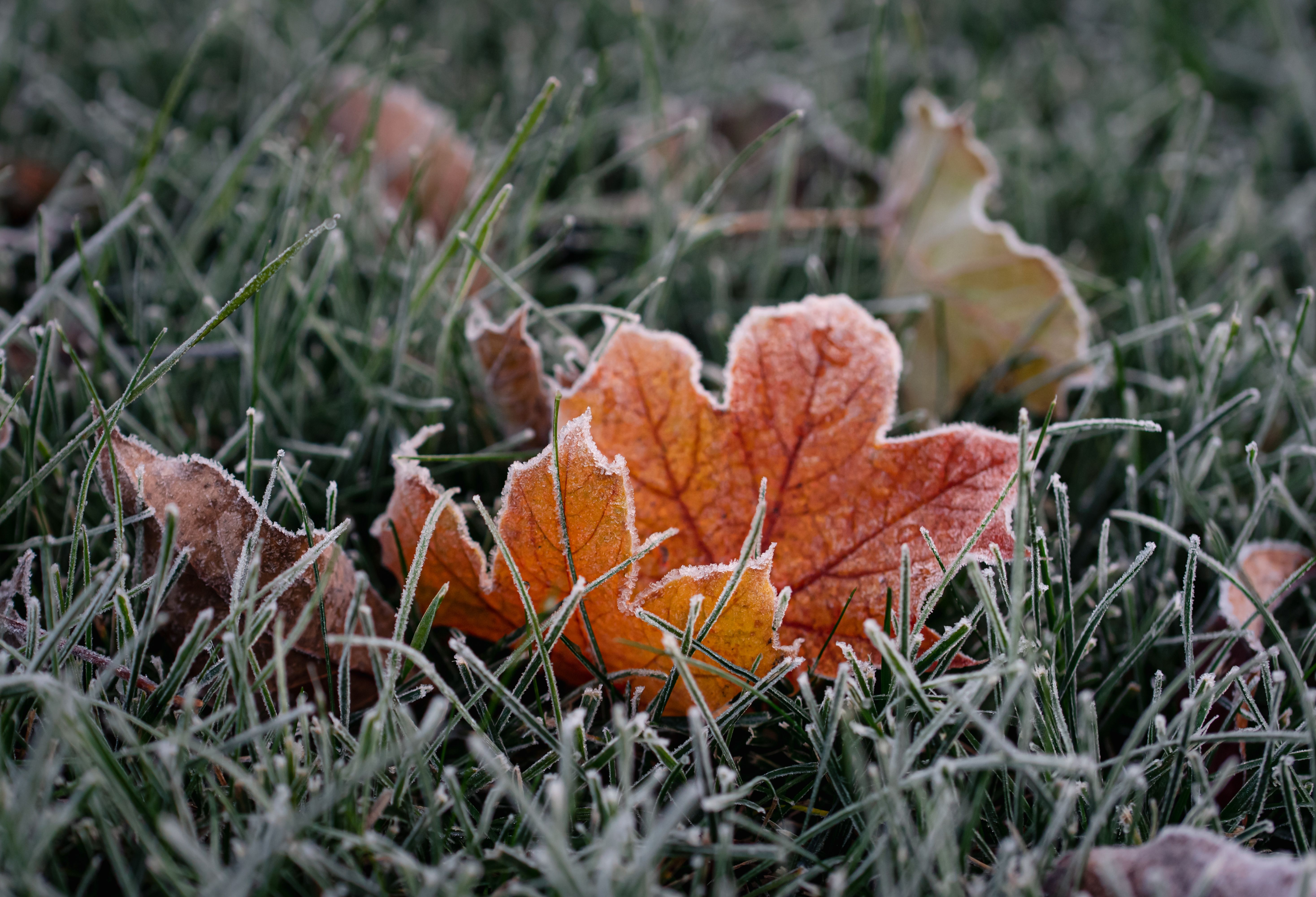 Close up of colorful autumn leaves covered in frost on the grass.