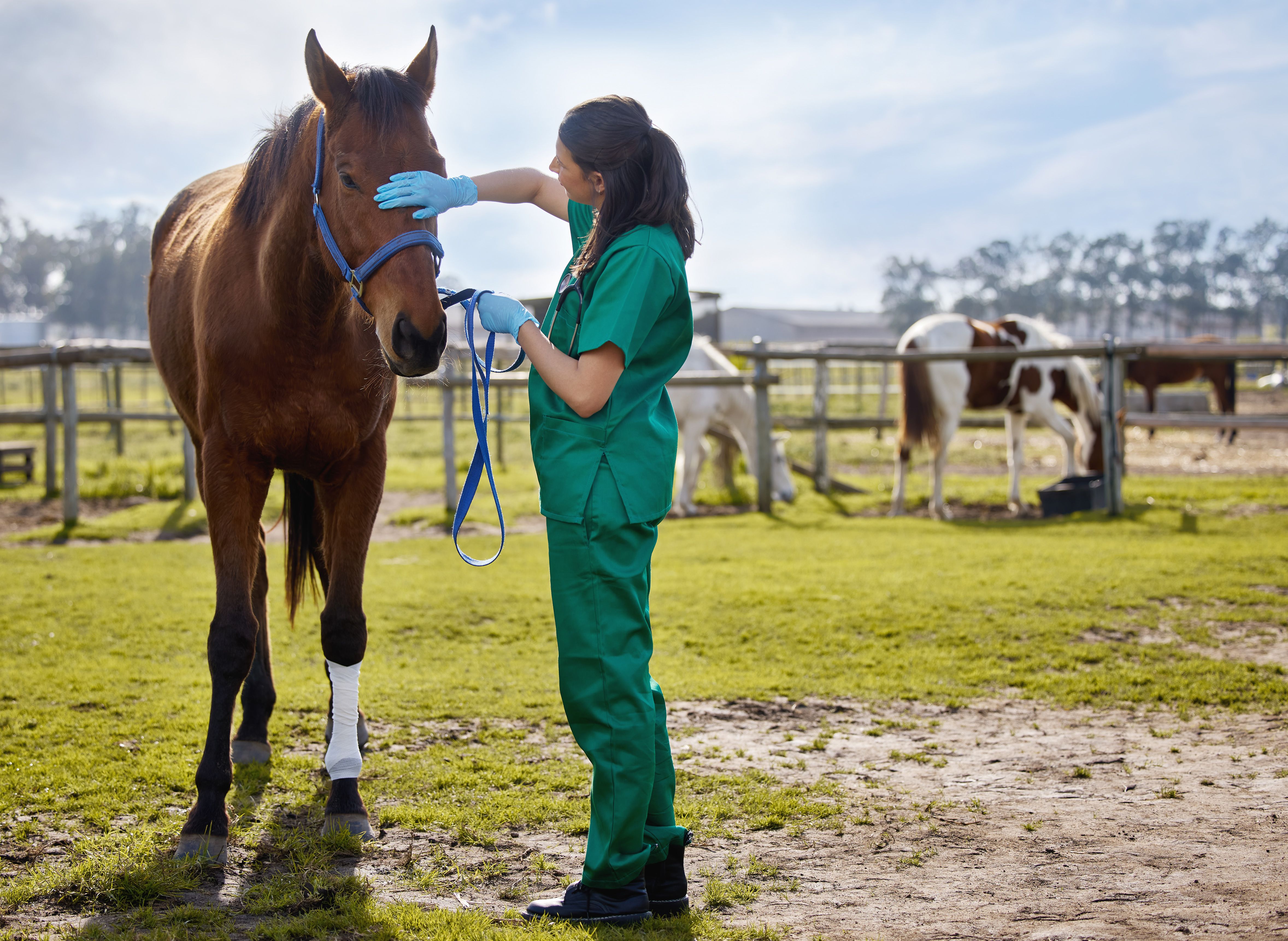 vet checkup