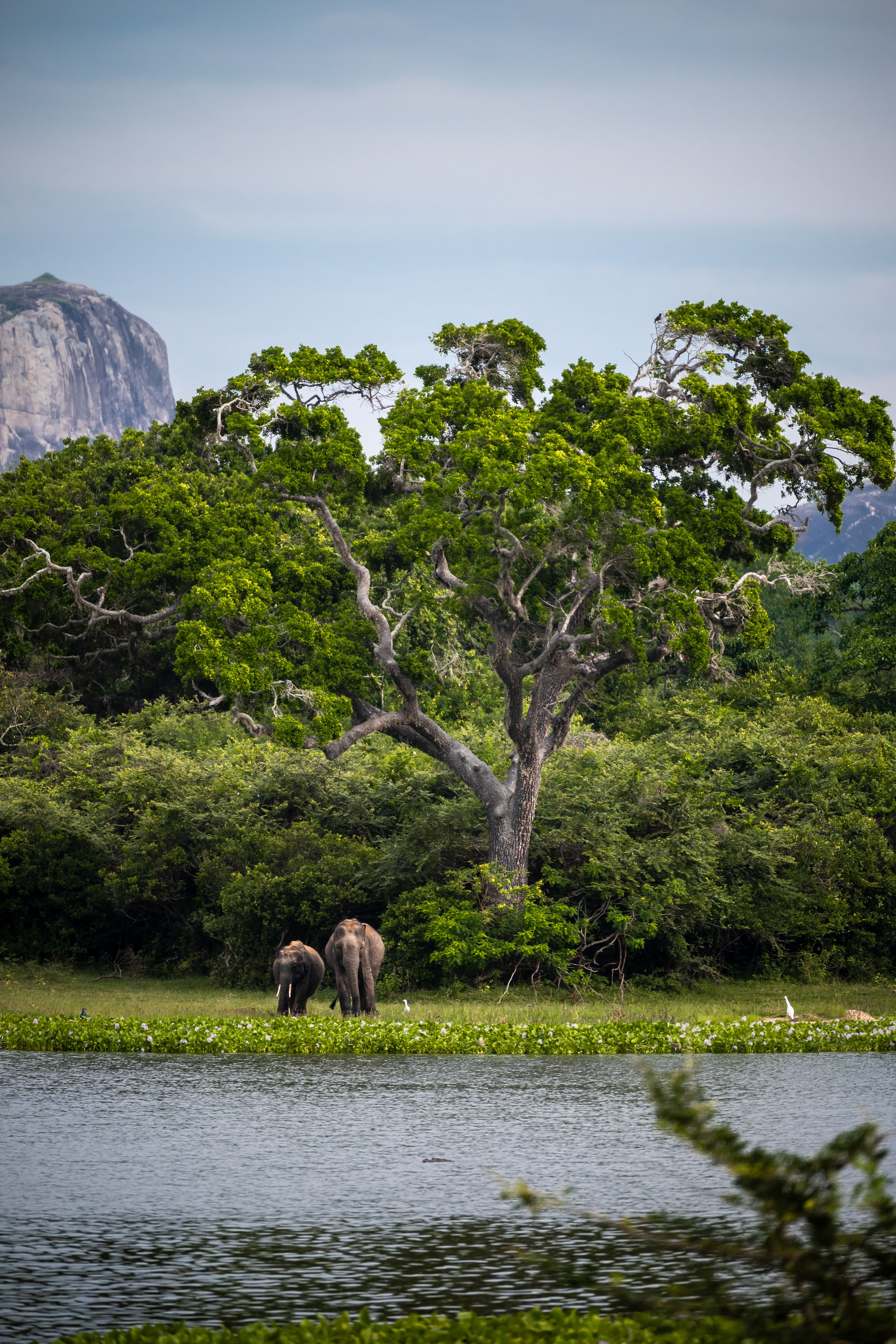 yala national park