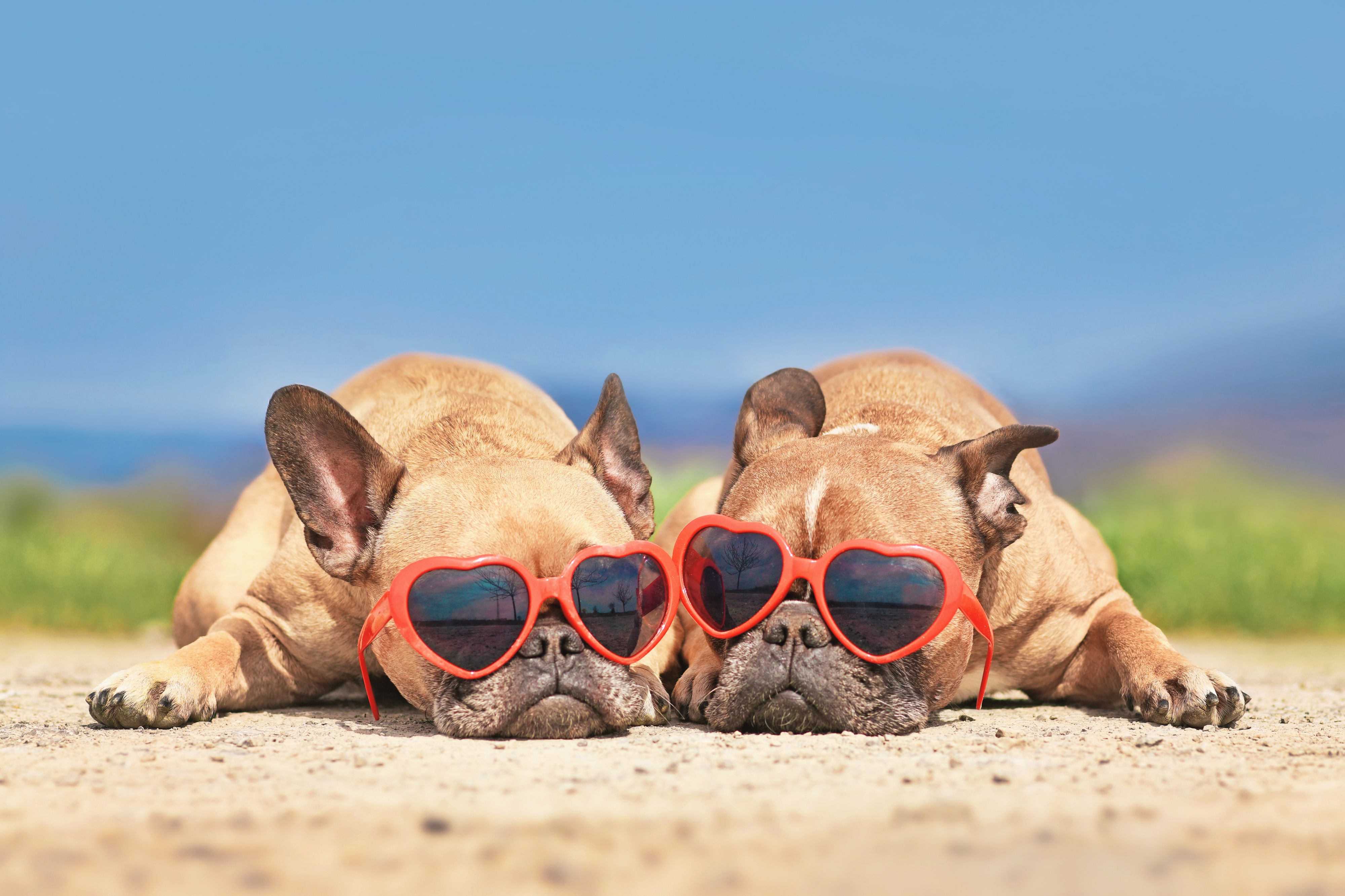Pair of French Bulldog dogs wearing red heart shaped sunglasses Pair of French Bulldog dogs wearing red heart shaped sunglasses