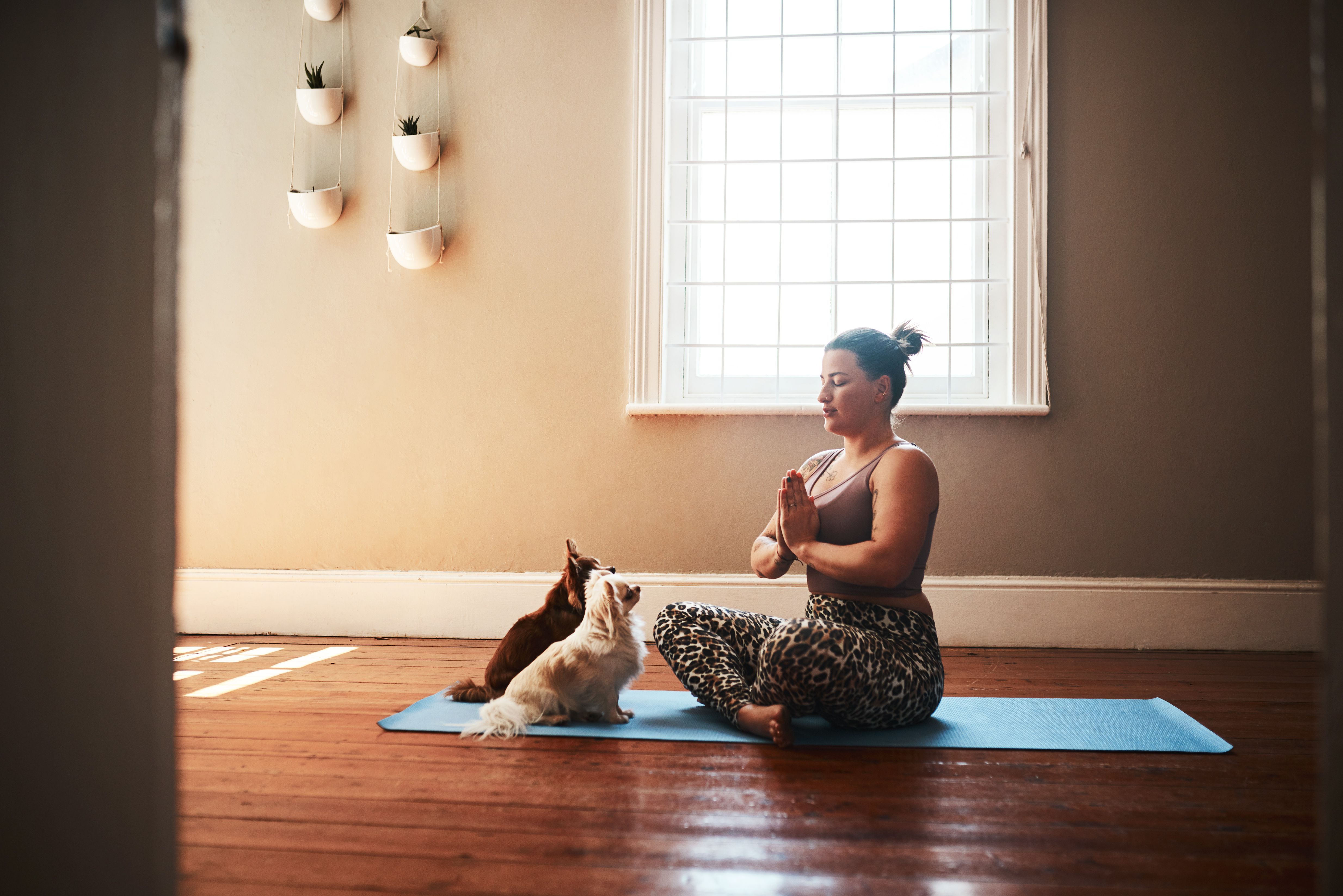 pet exercise