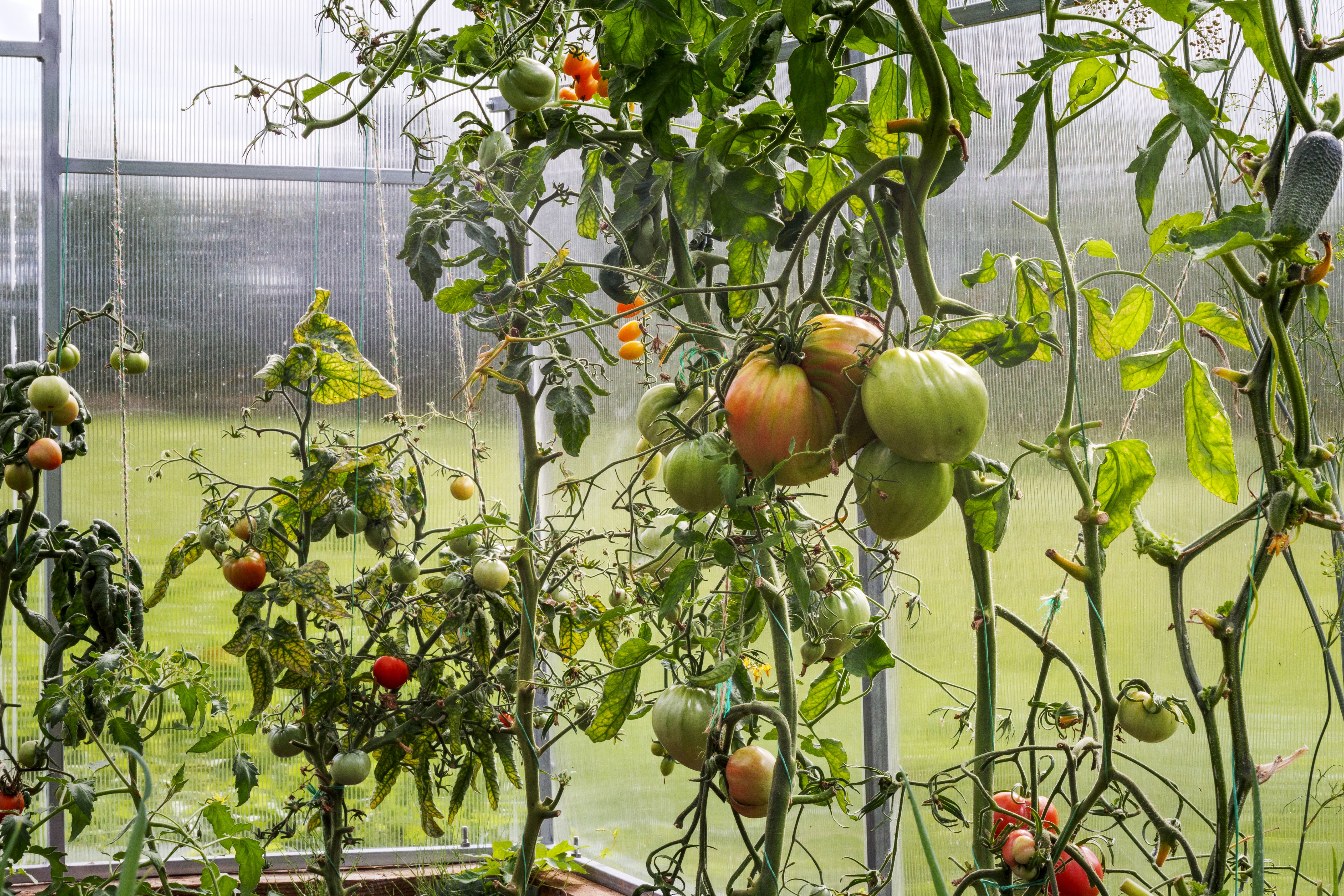 choosing pest control