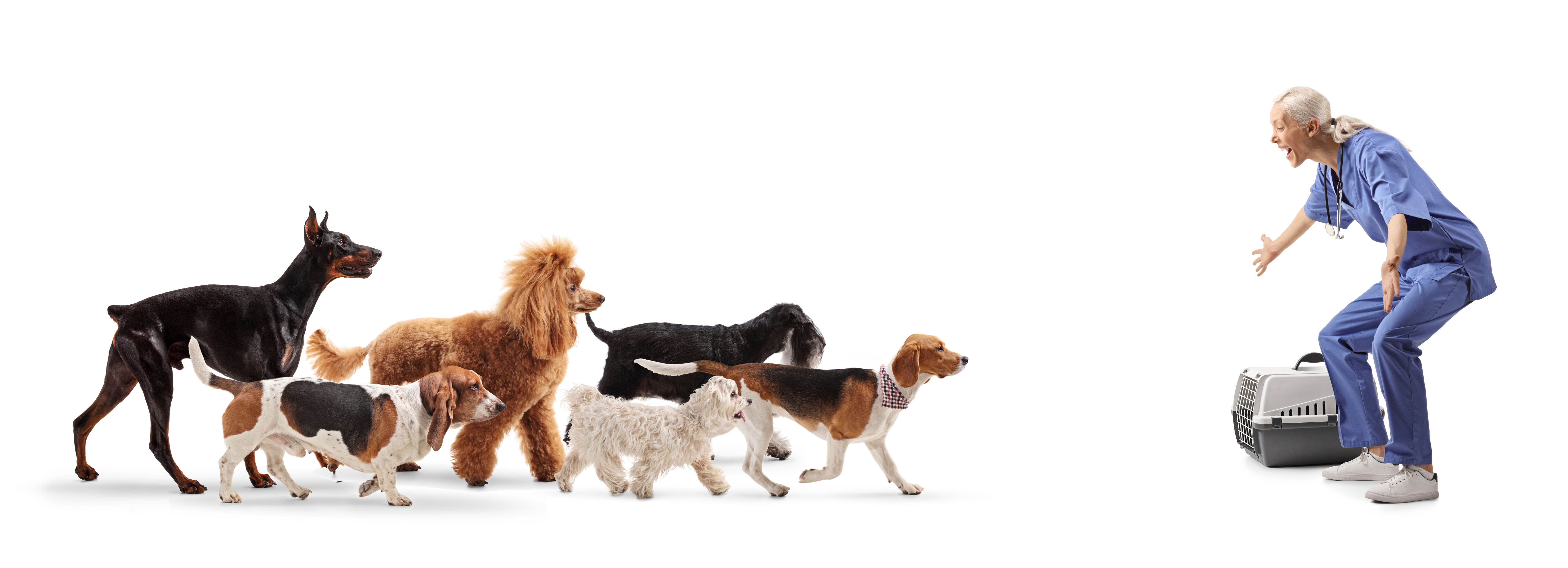 dog walker professional