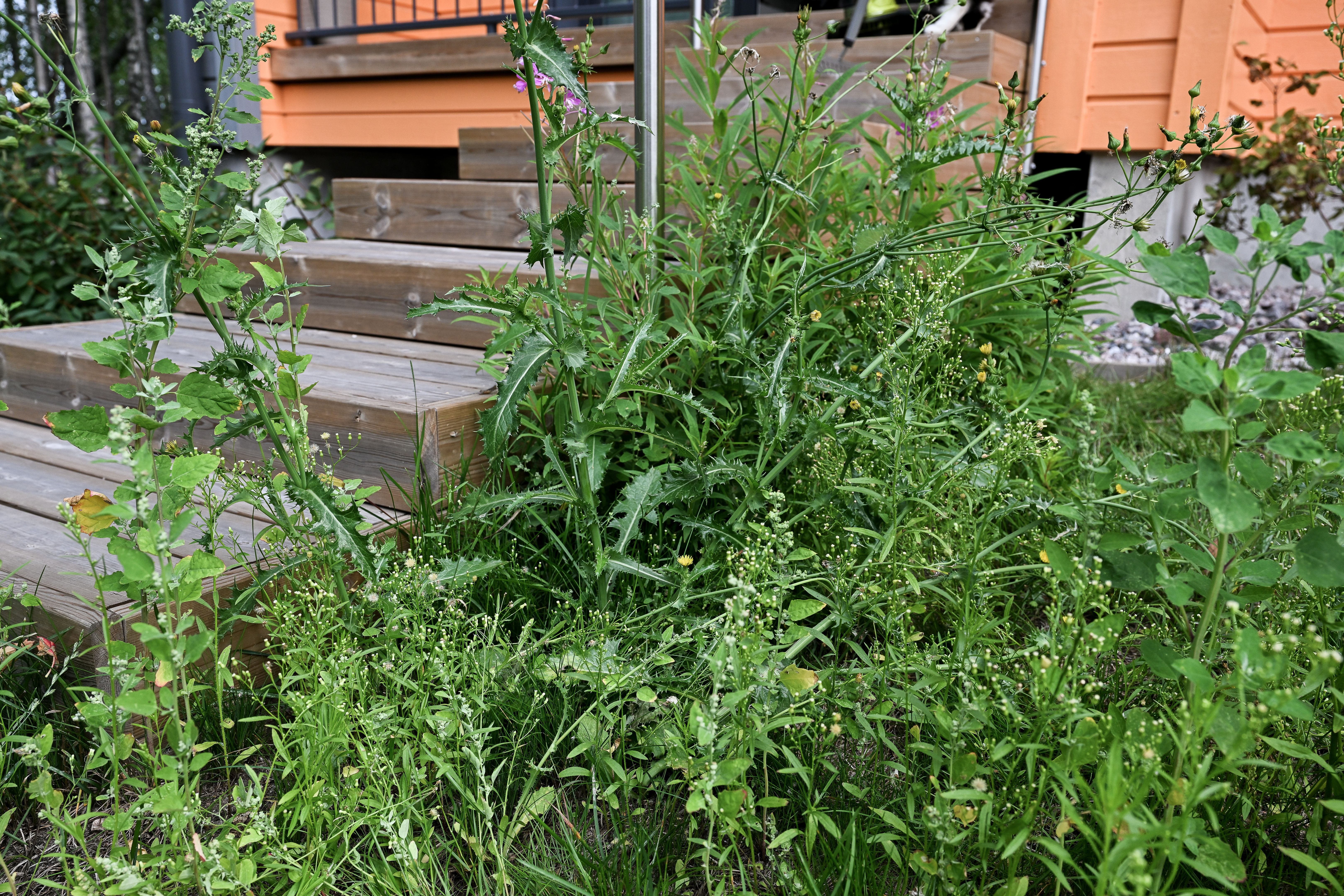 weed garden