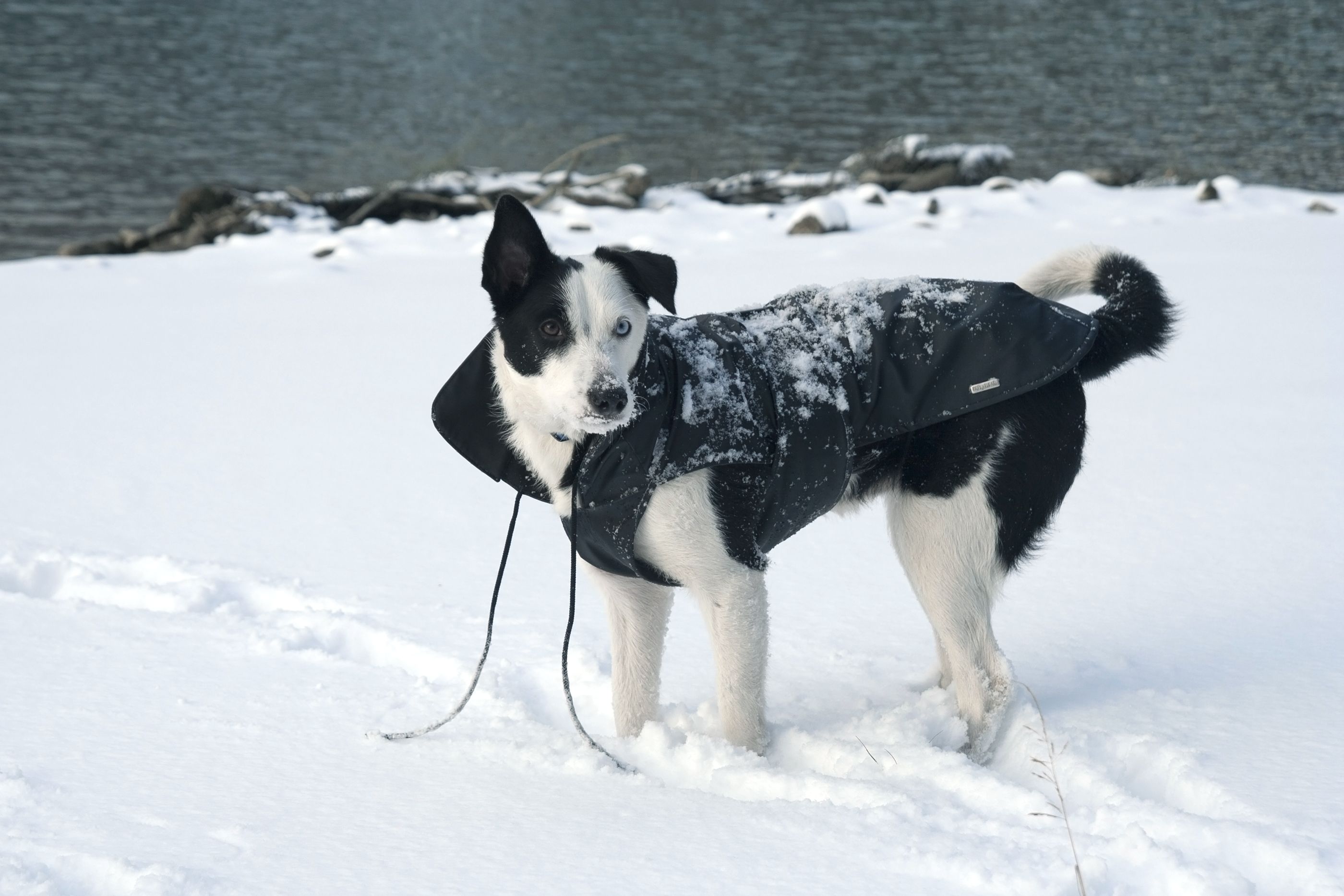 dog winter coat