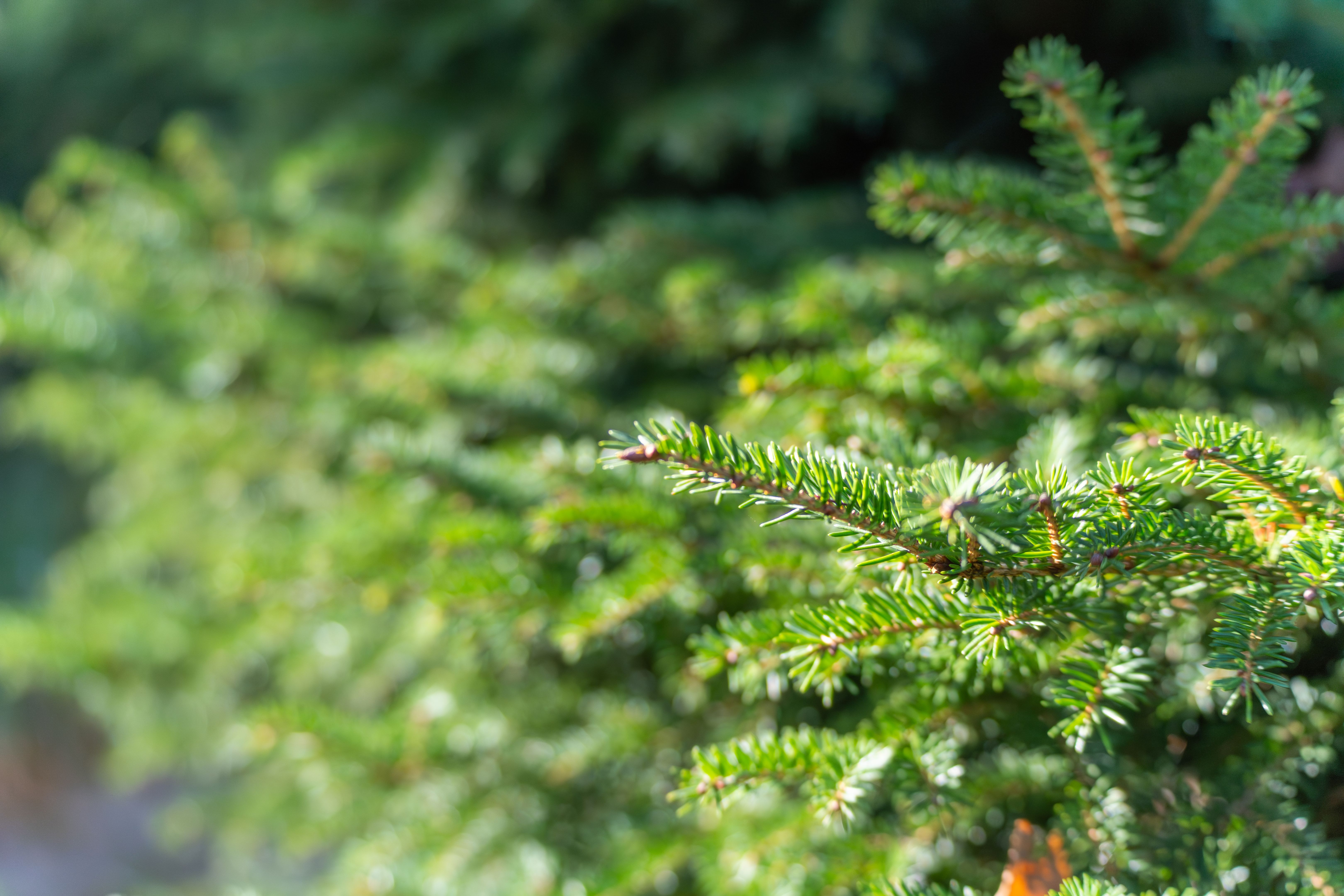 photo sharpness detail