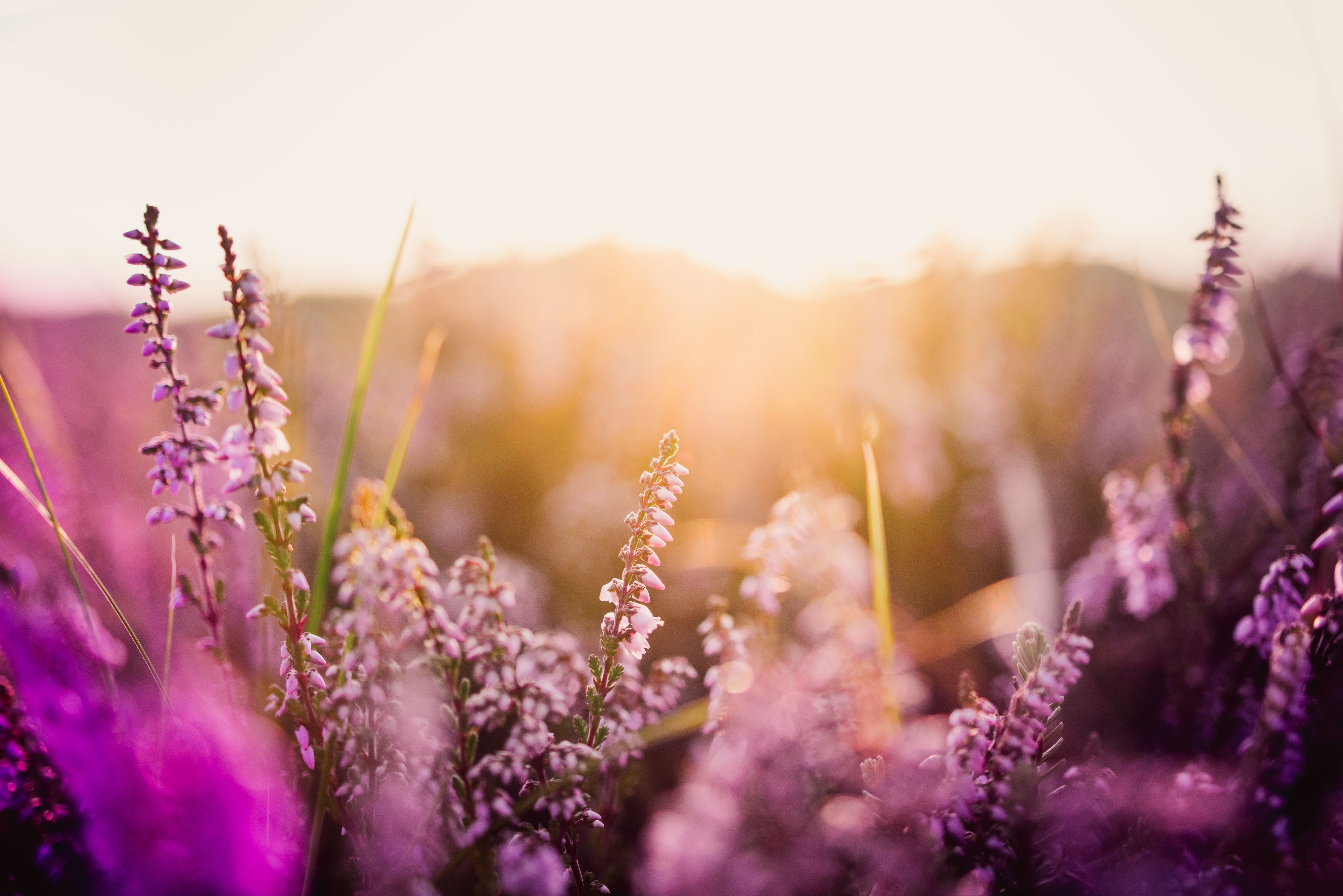 spring flowers