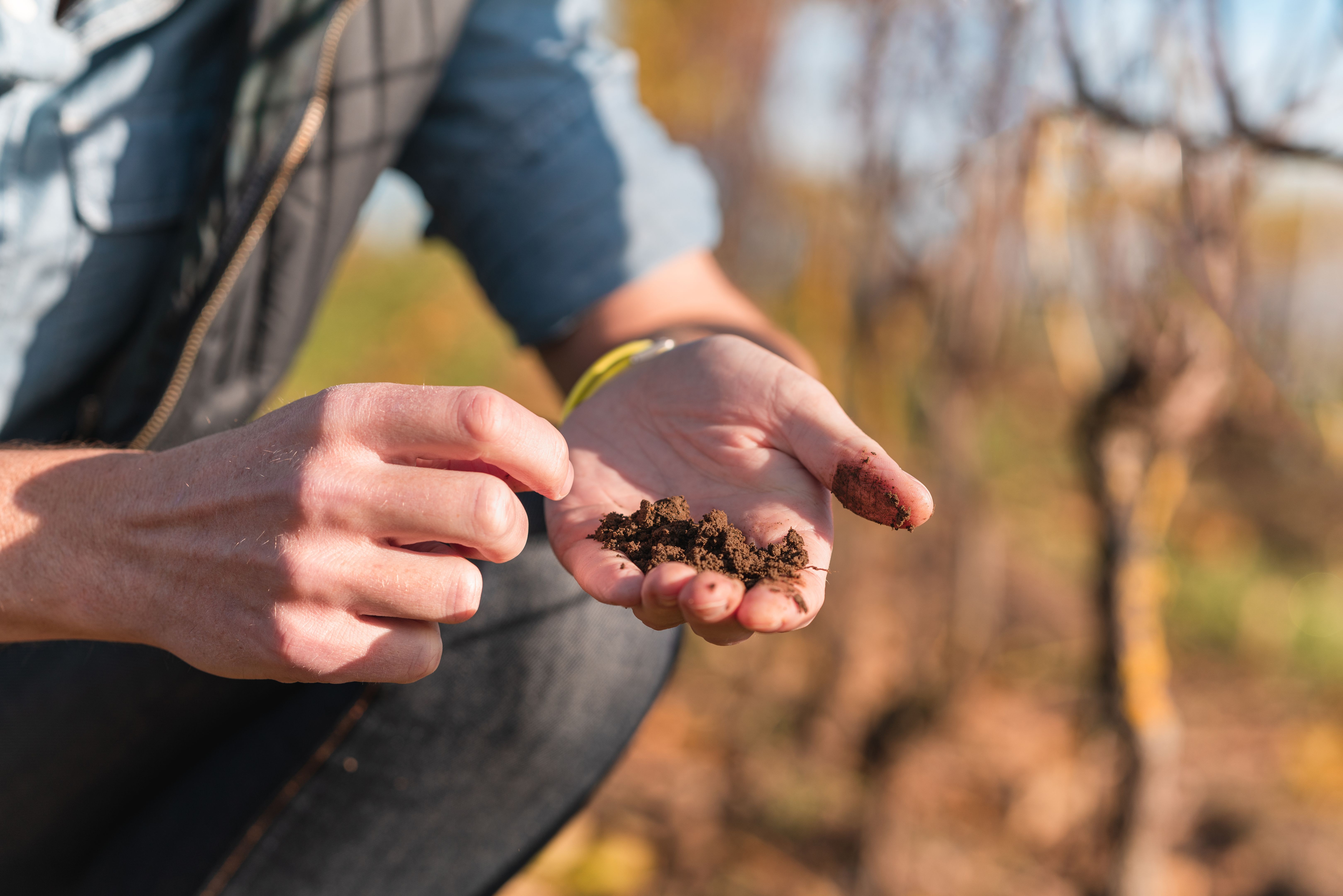 soil vineyard