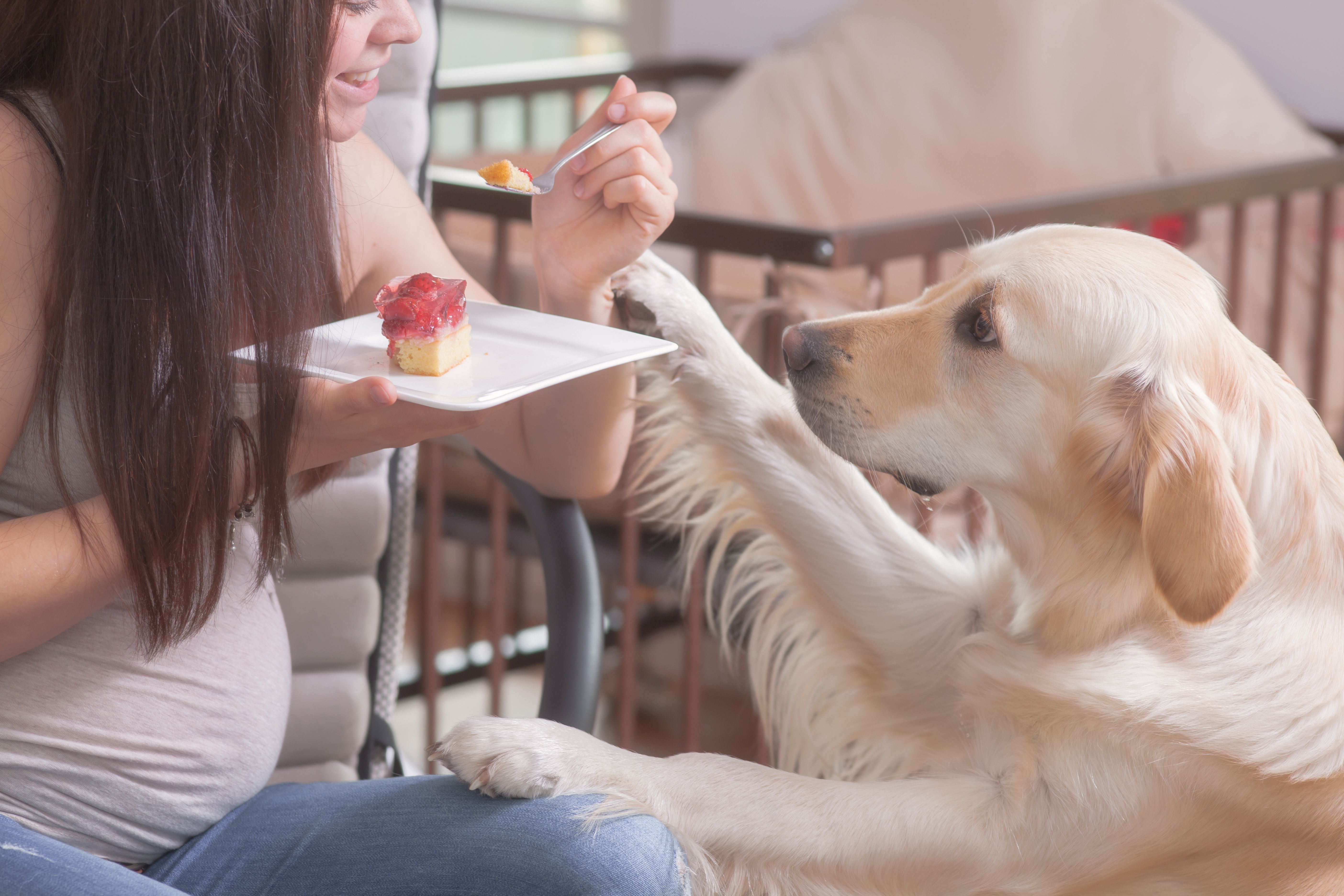 Pregnant women and a dog