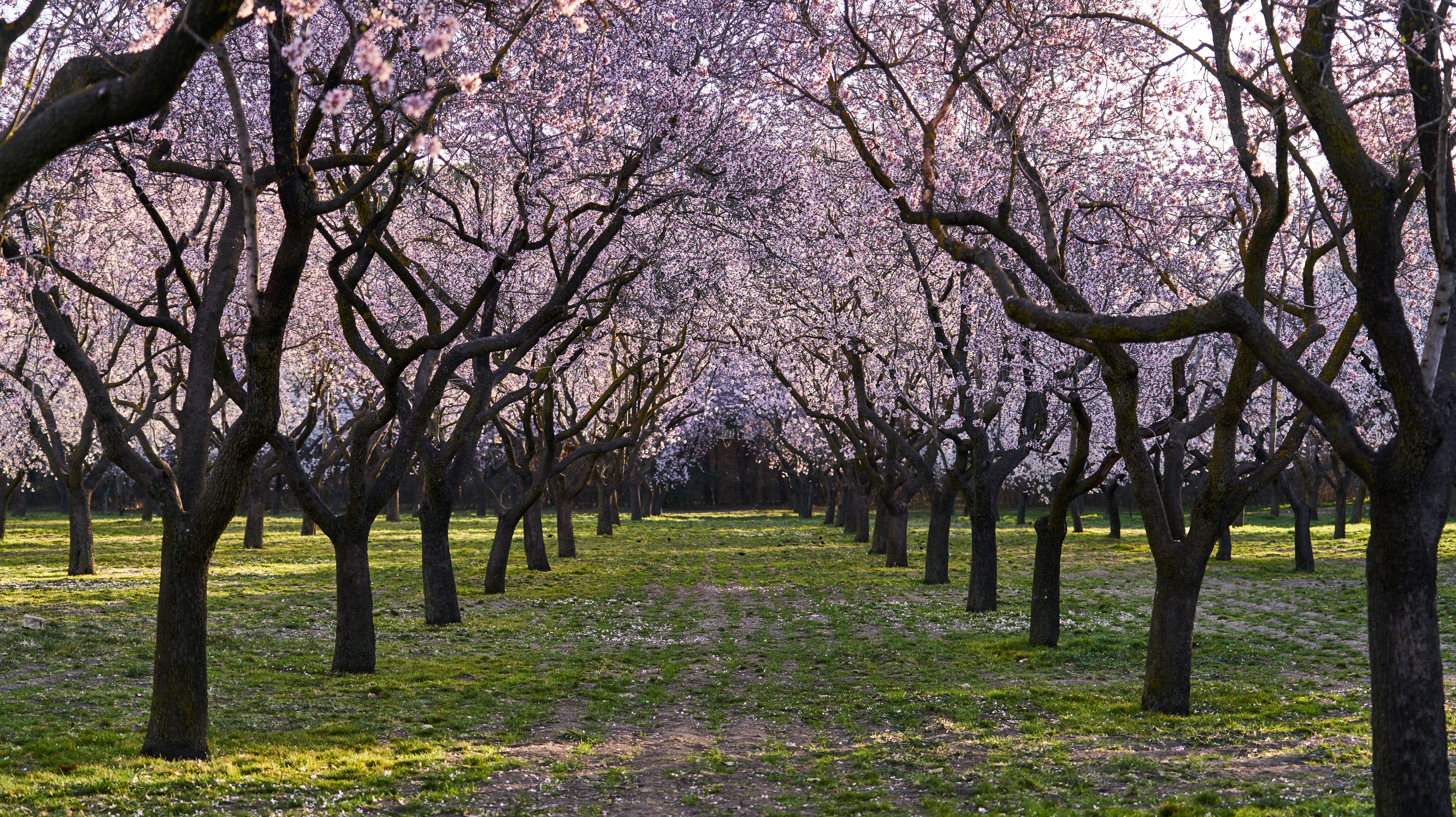 Almond trees in flower in Quinta de los Molinos Madrid Almond trees in flower in Quinta de los Molinos Madrid