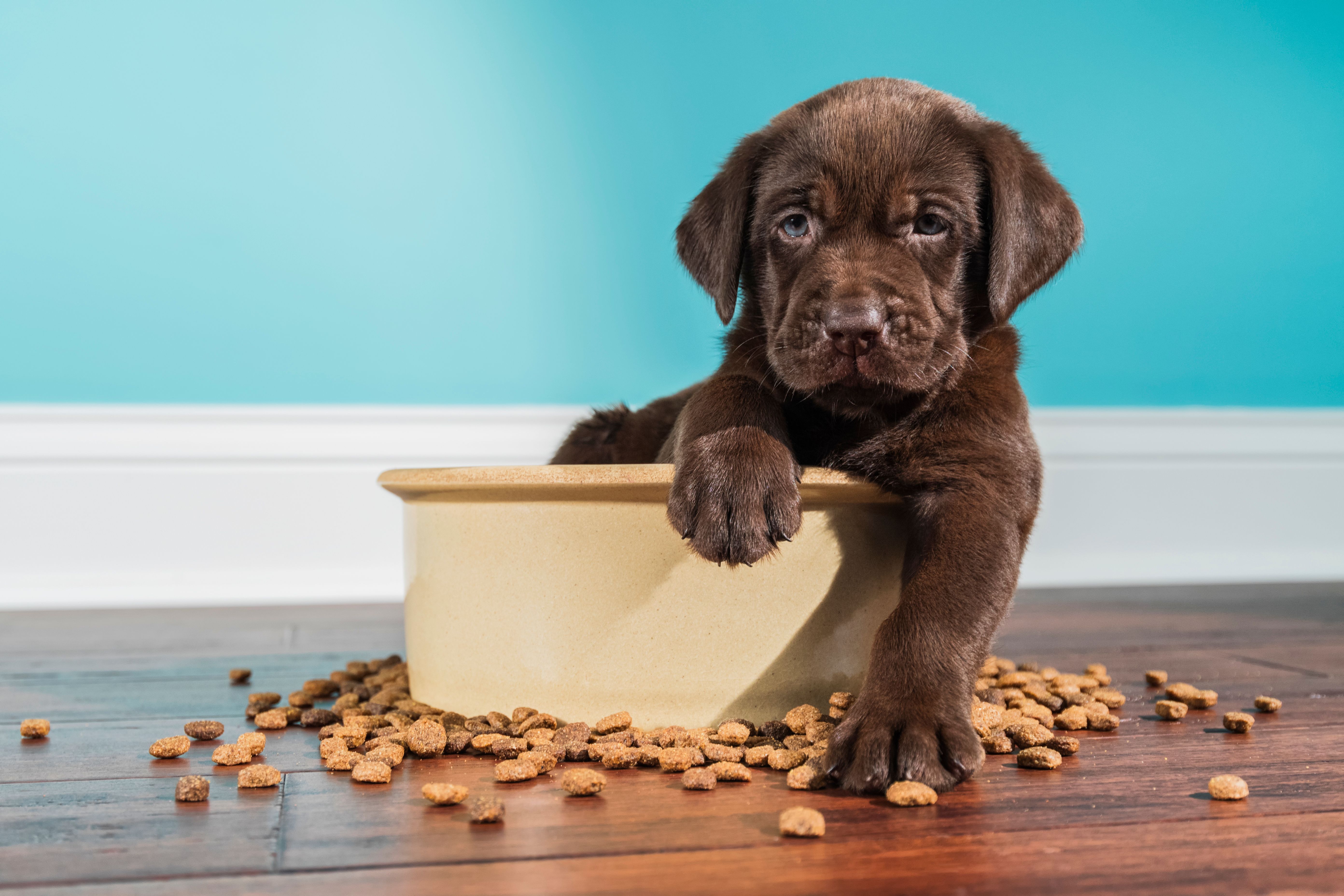 pet food bowl