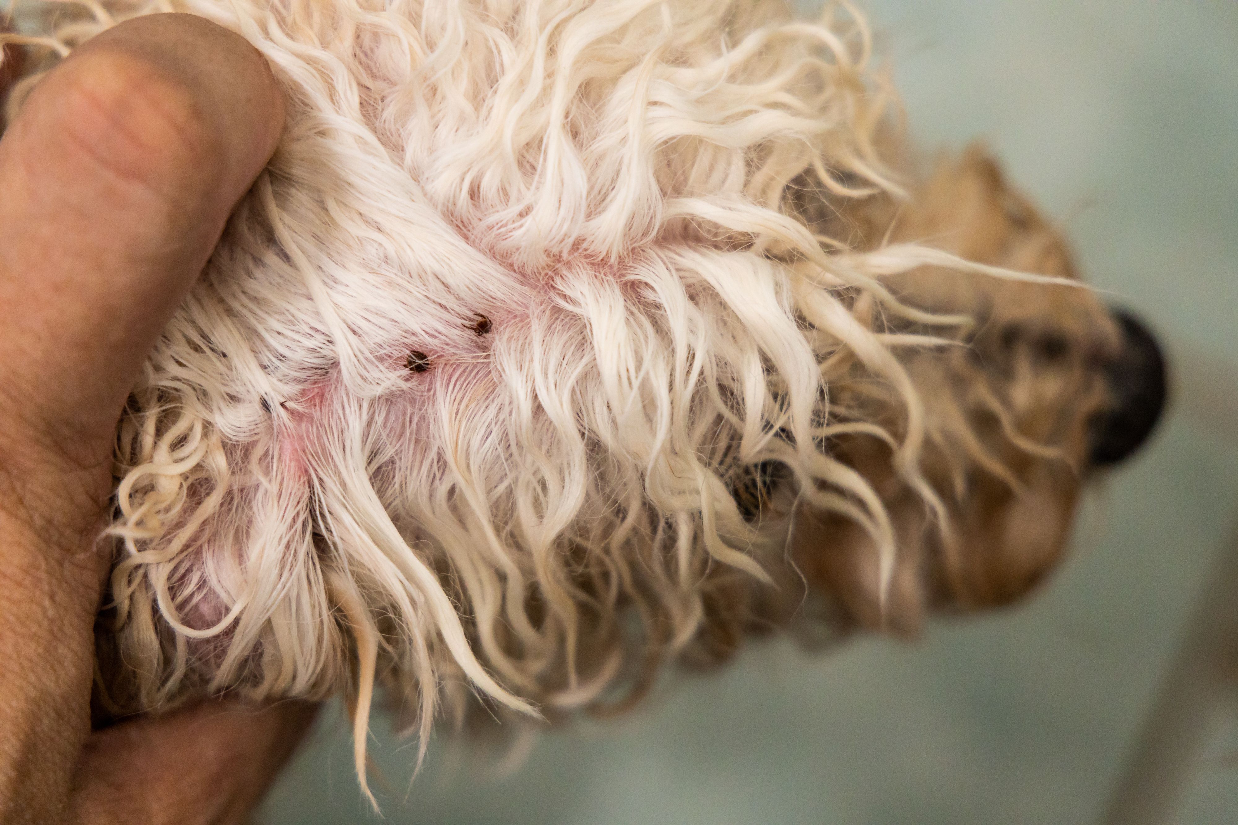 dog flea check