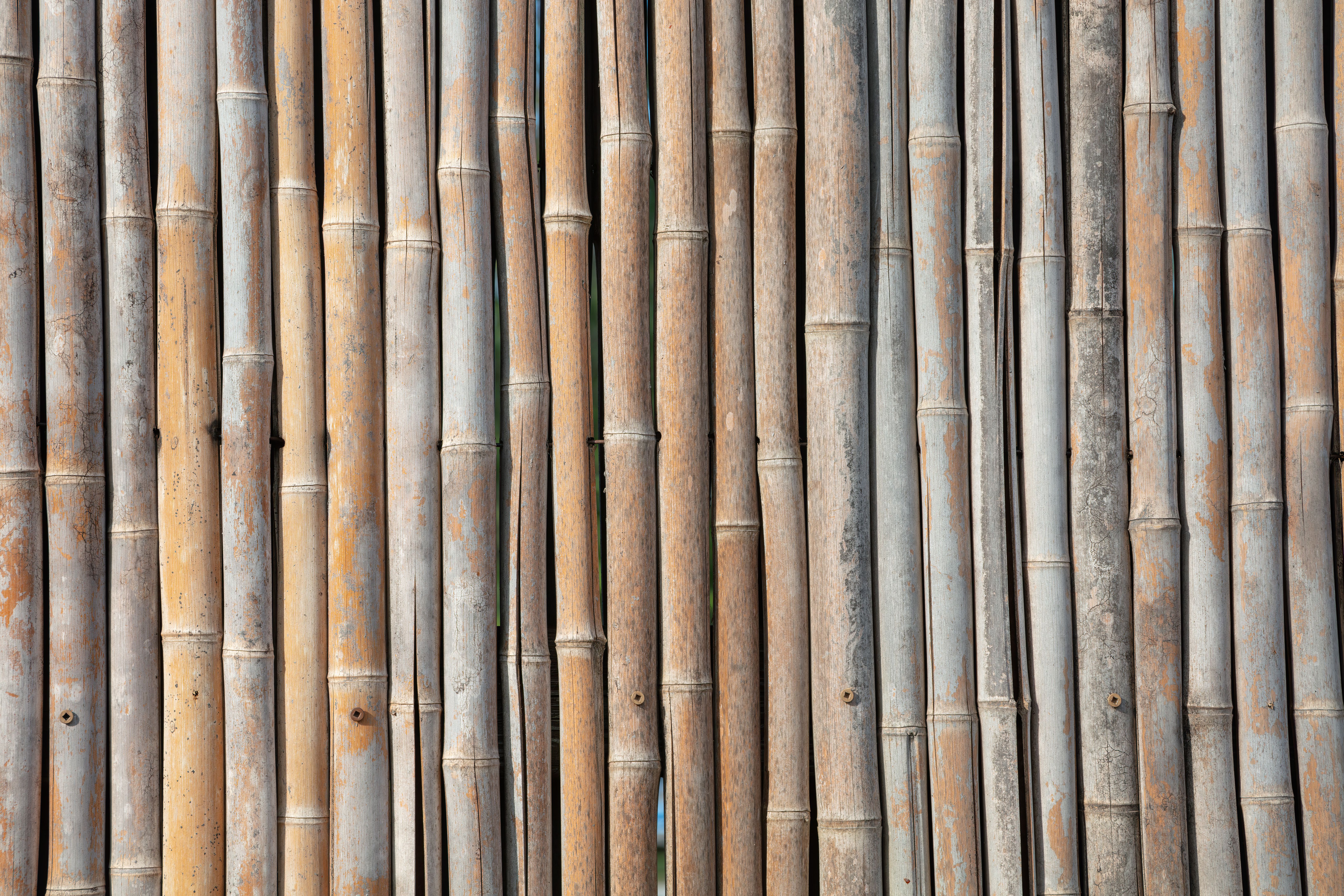 bamboo wood