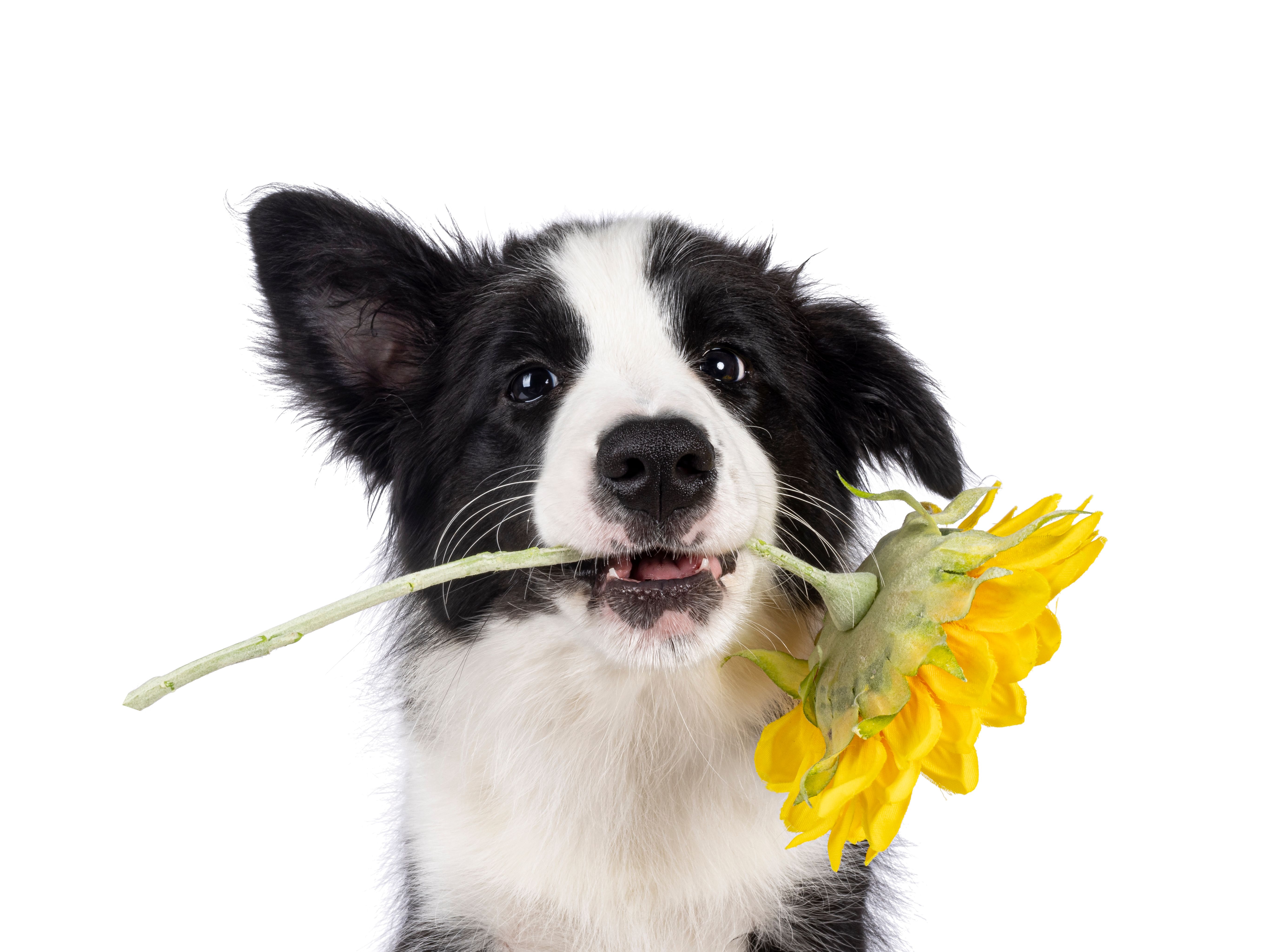 dog flowers