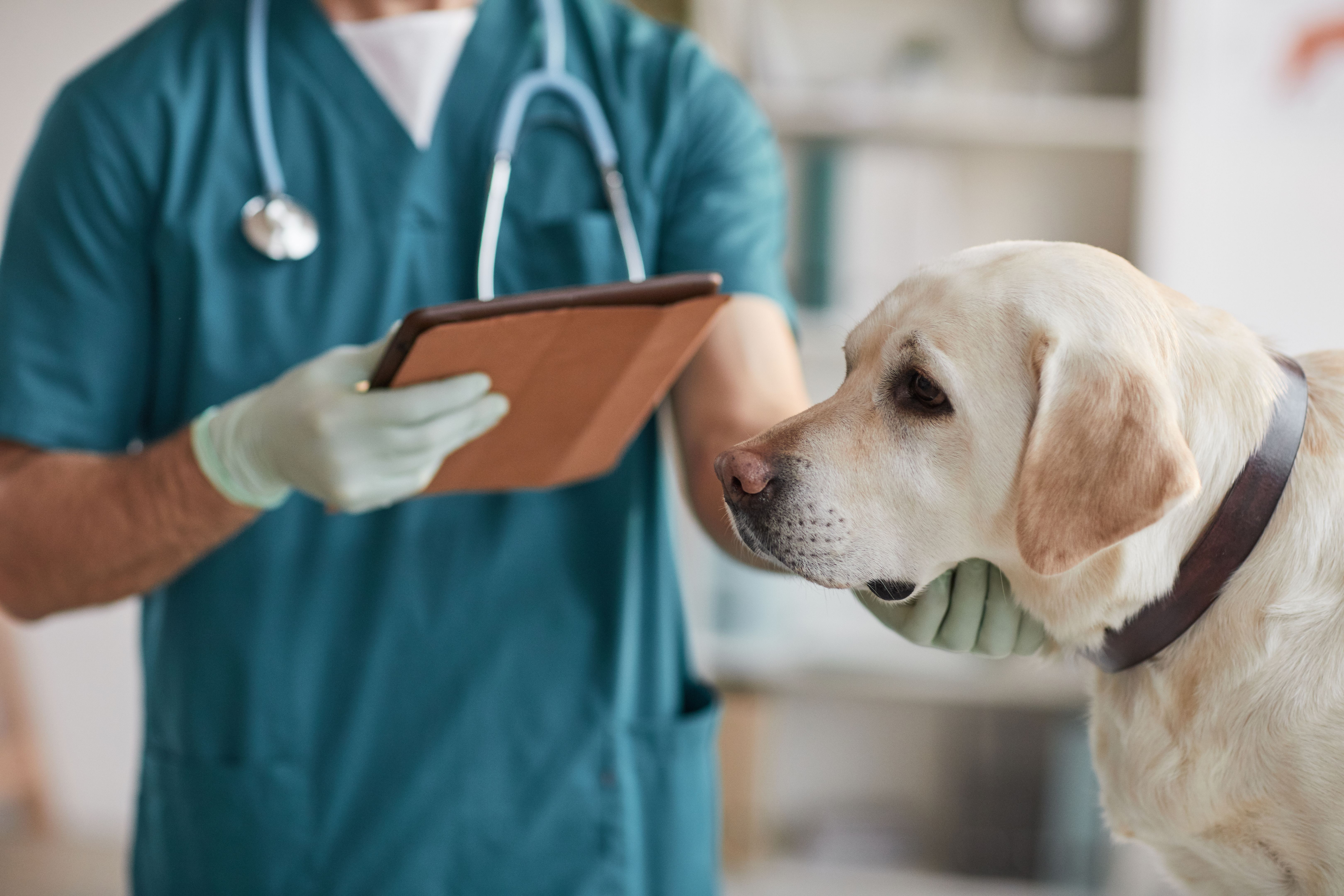 animal care