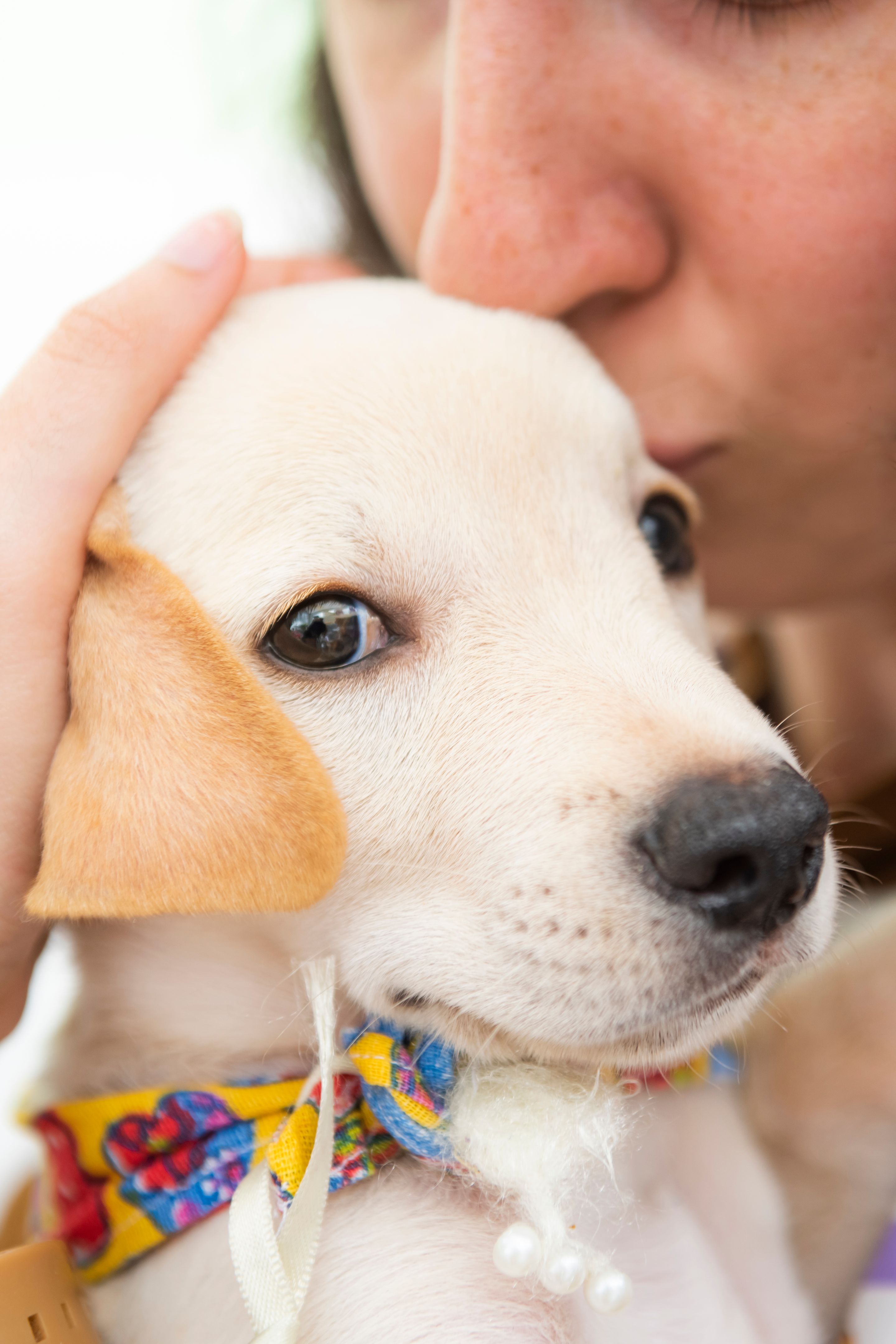 puppy adoption center