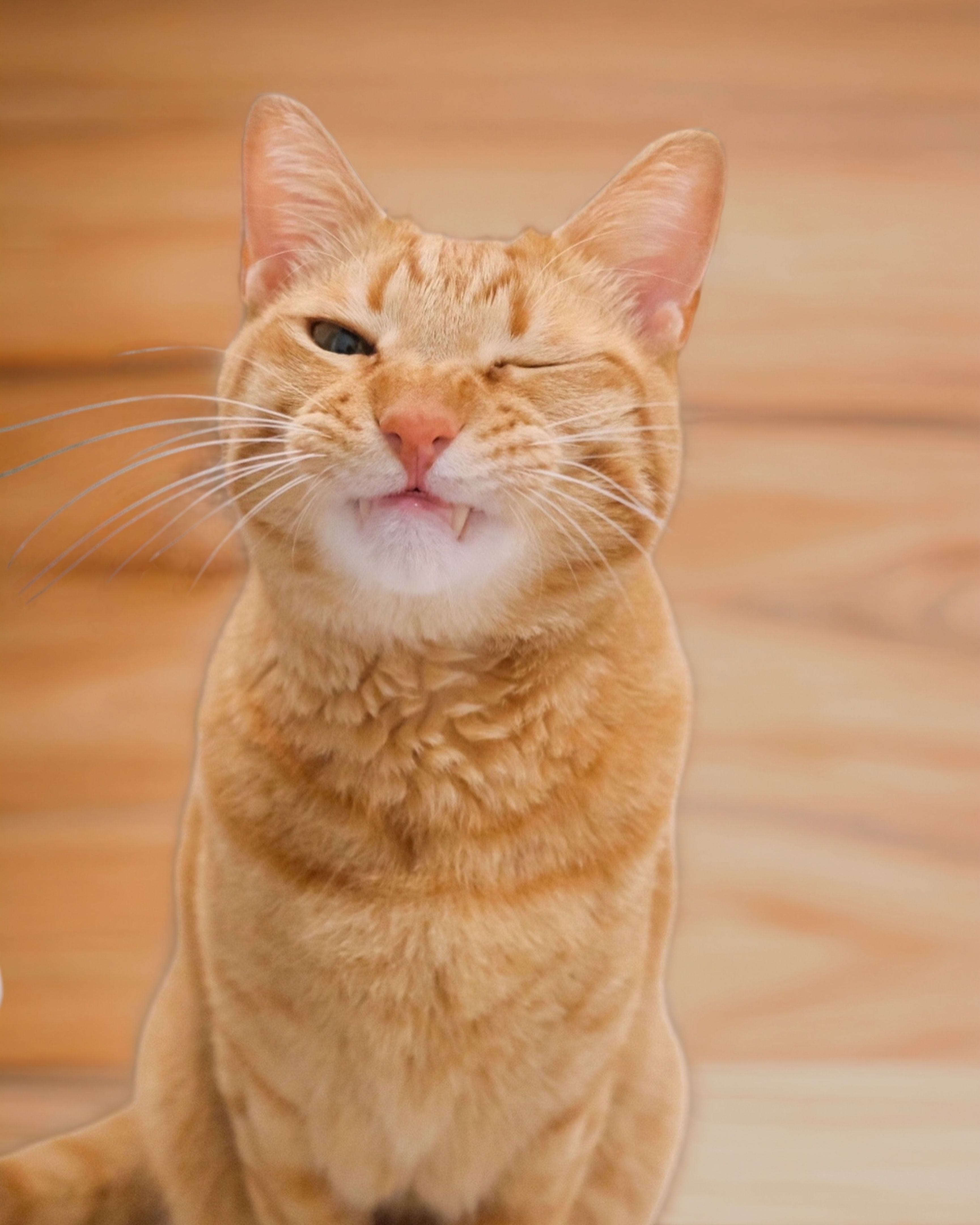 Cute orange house cat standing in living room at home looking at camera with cute and silly face and expression and licking face with green eyes