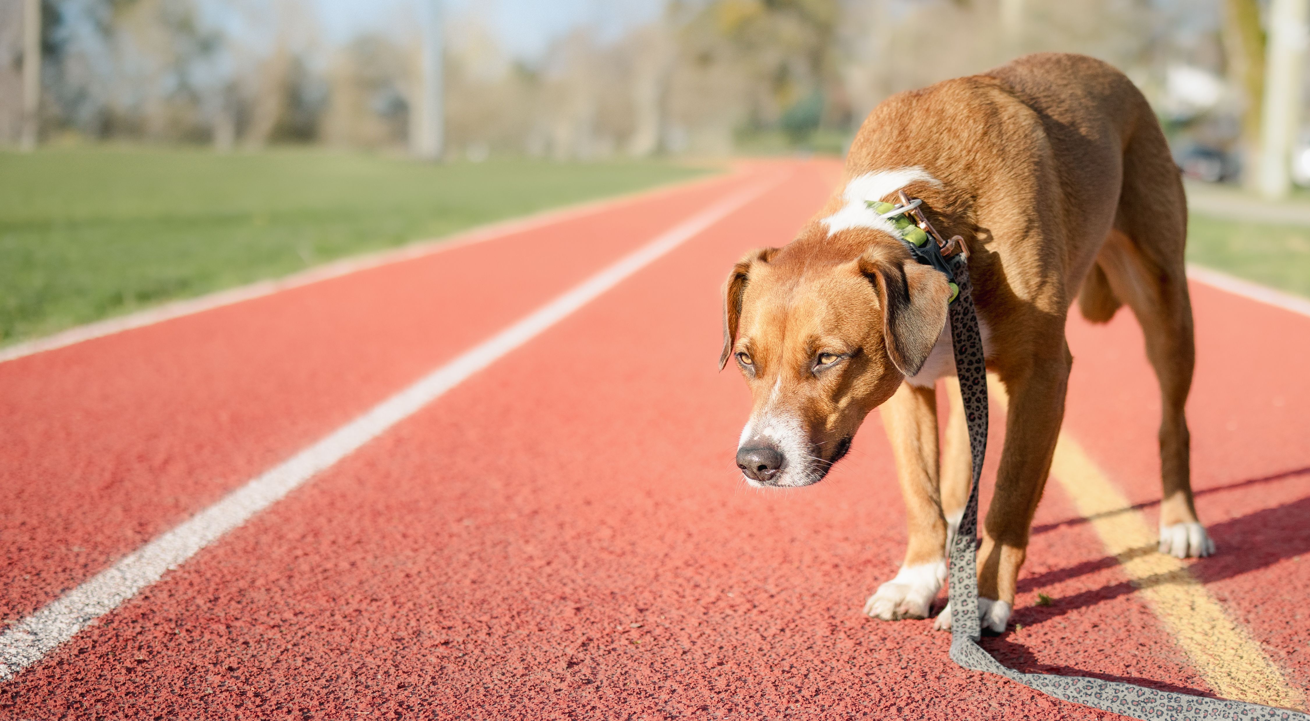 reactive dog training