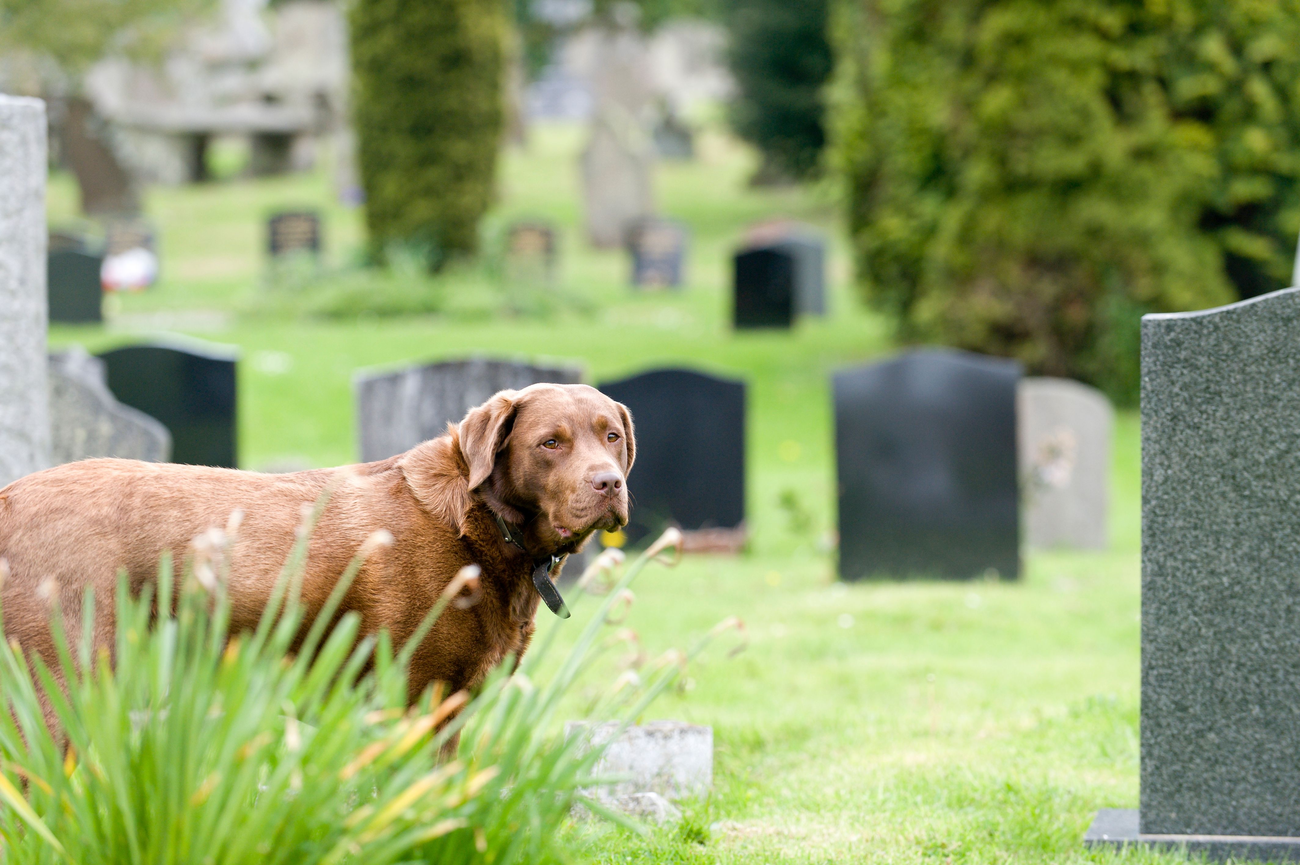 pet burial service