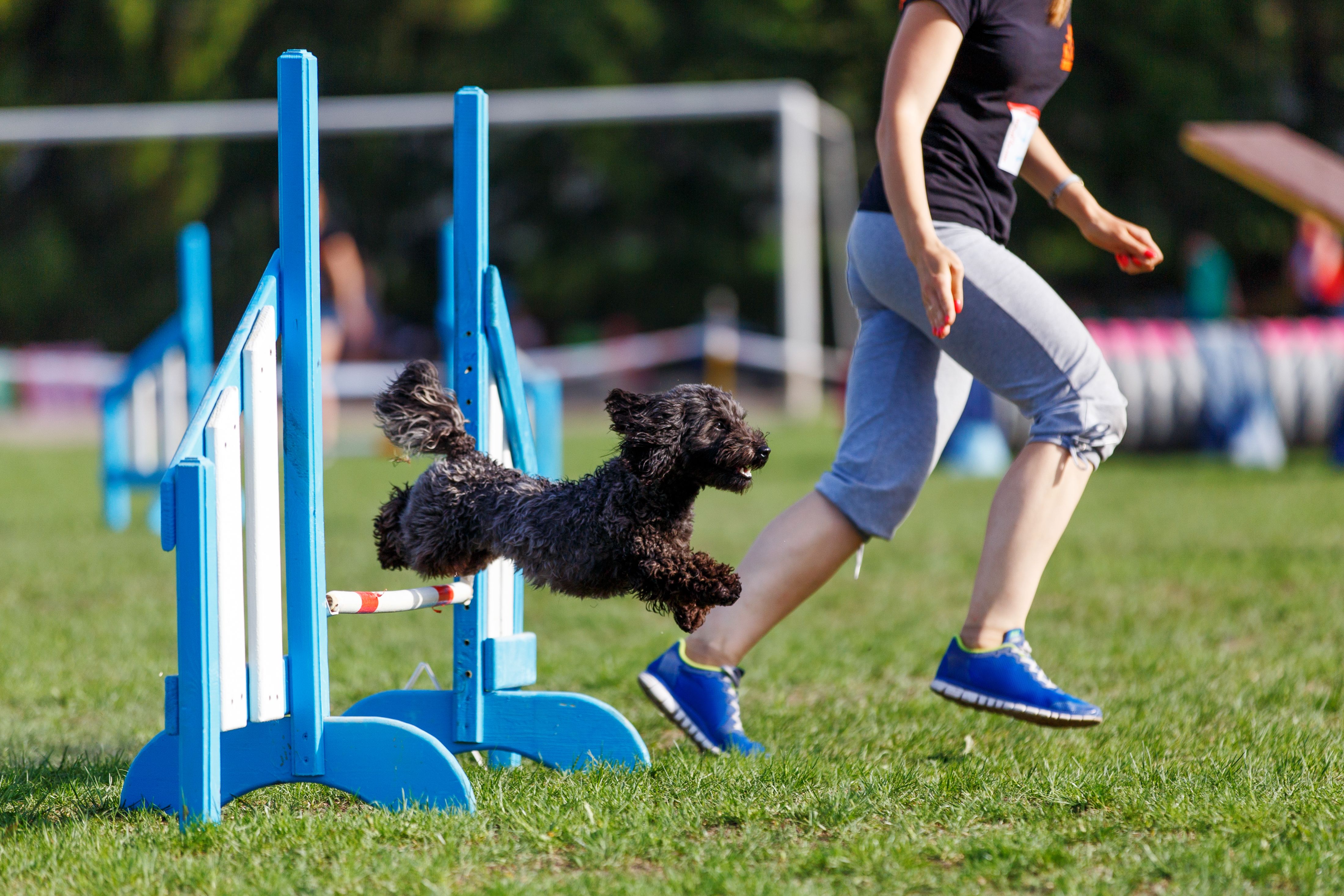 dog training hurdles