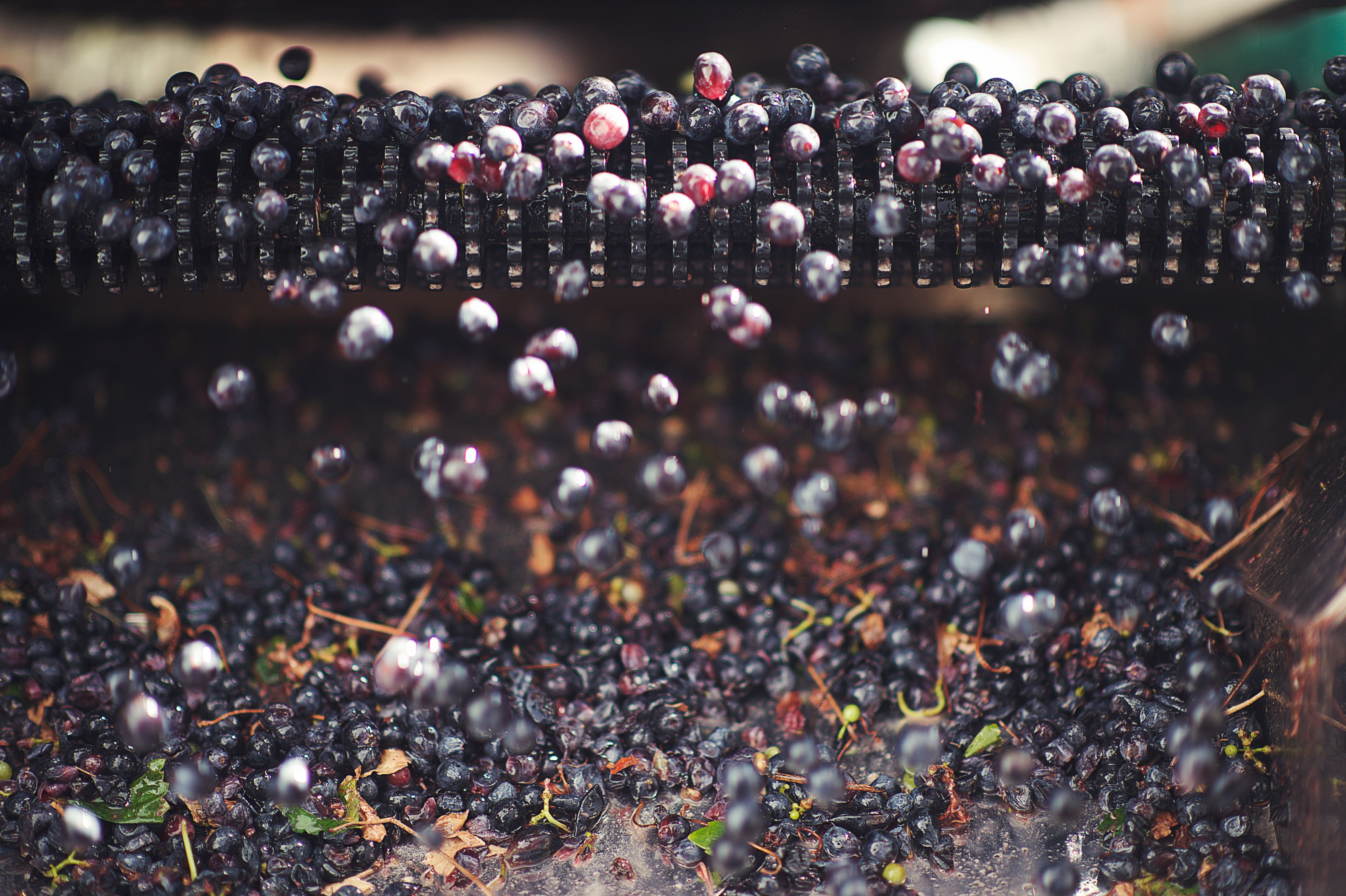 winemaking process