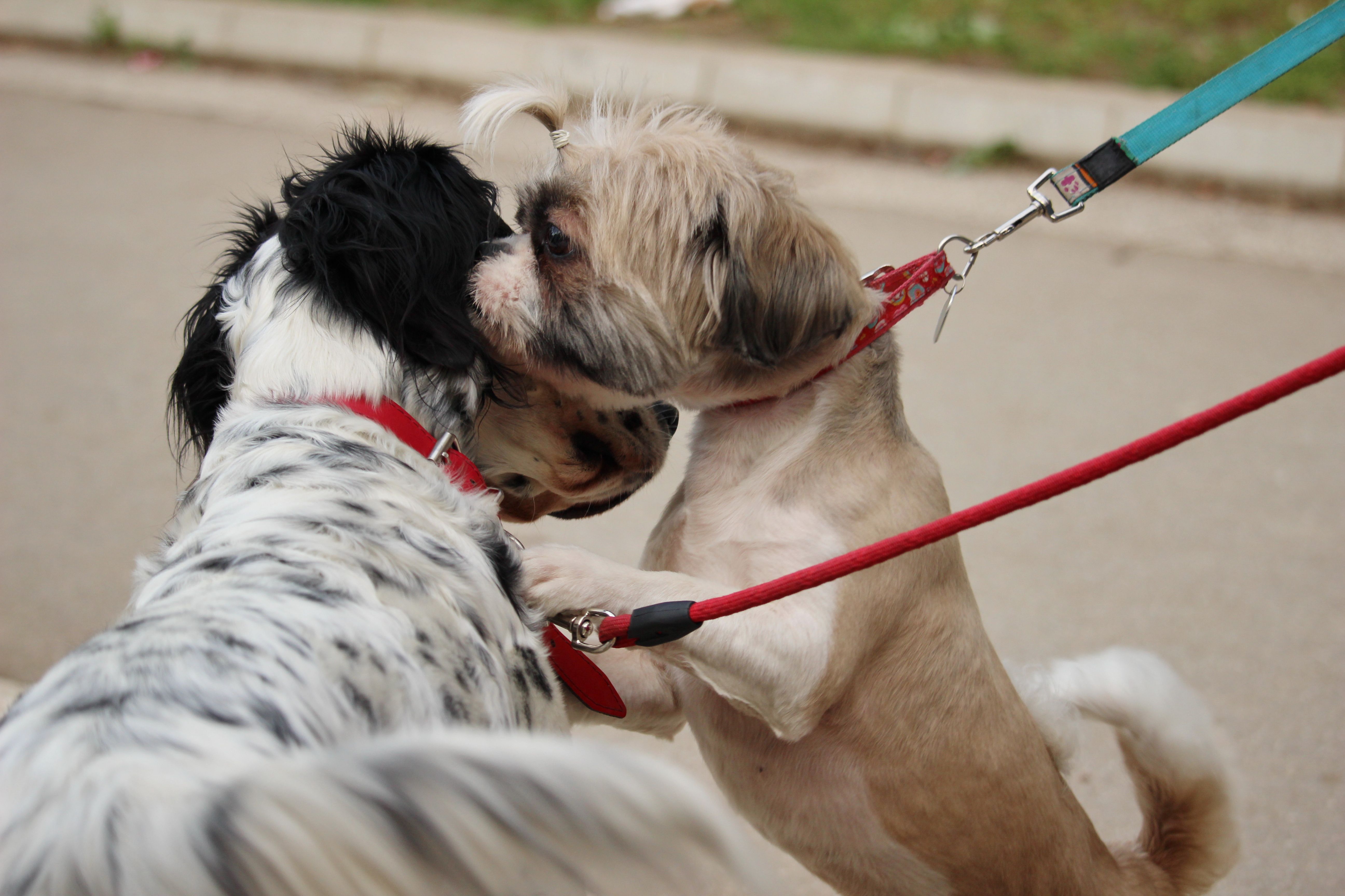 dog meetup