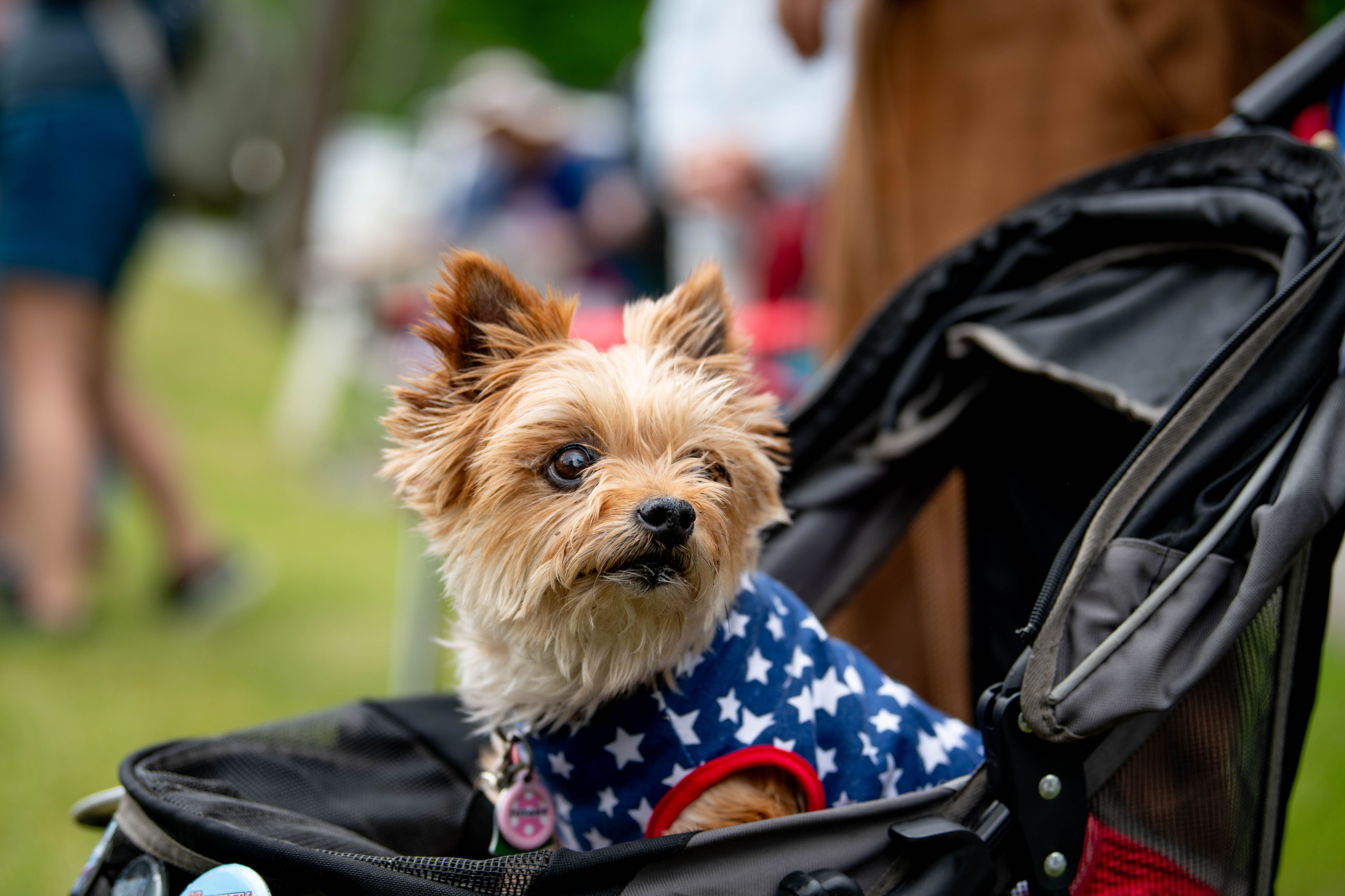 pet parade