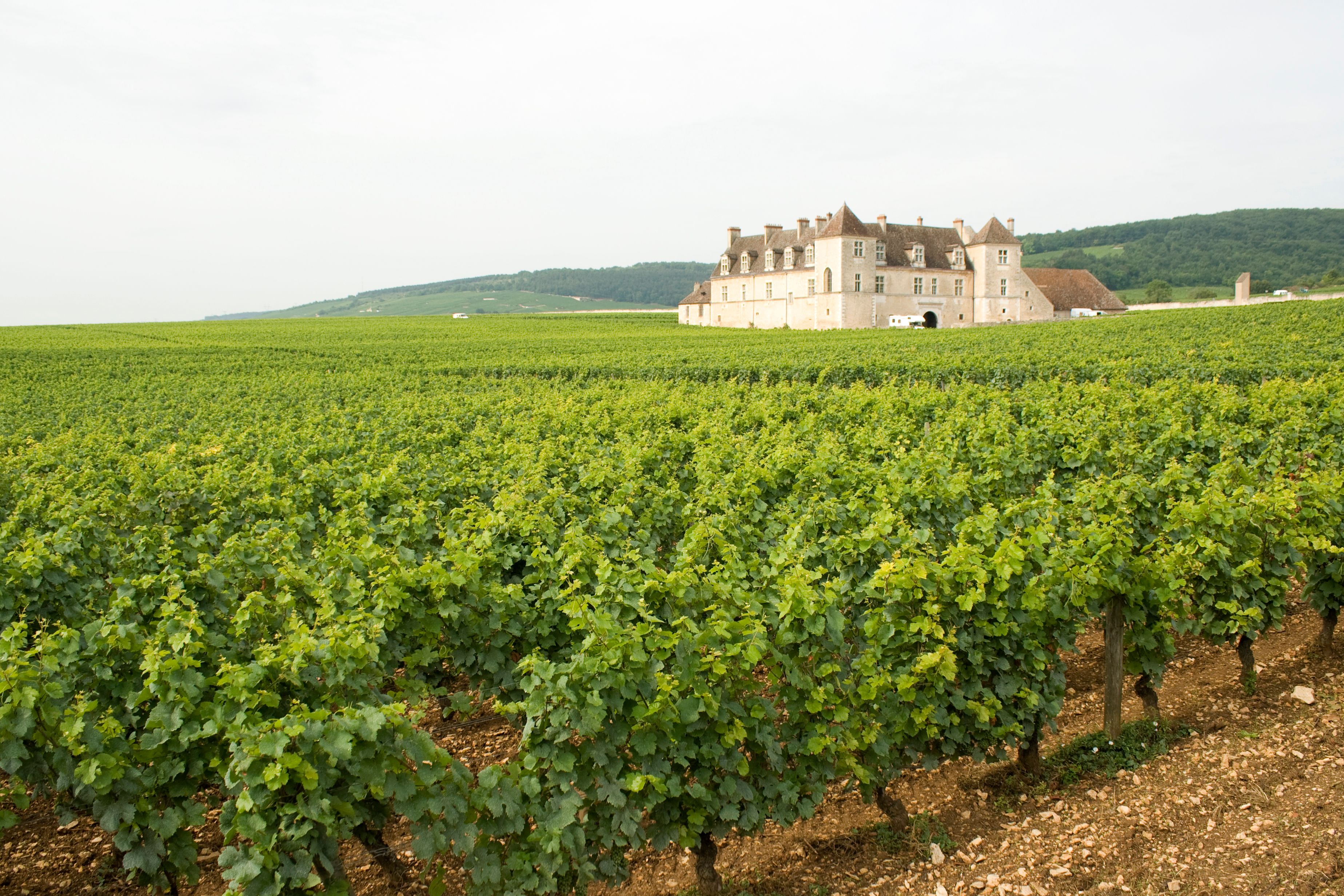 Landscape of Vineyard Clos de Vougeot Chateau Bourgogne