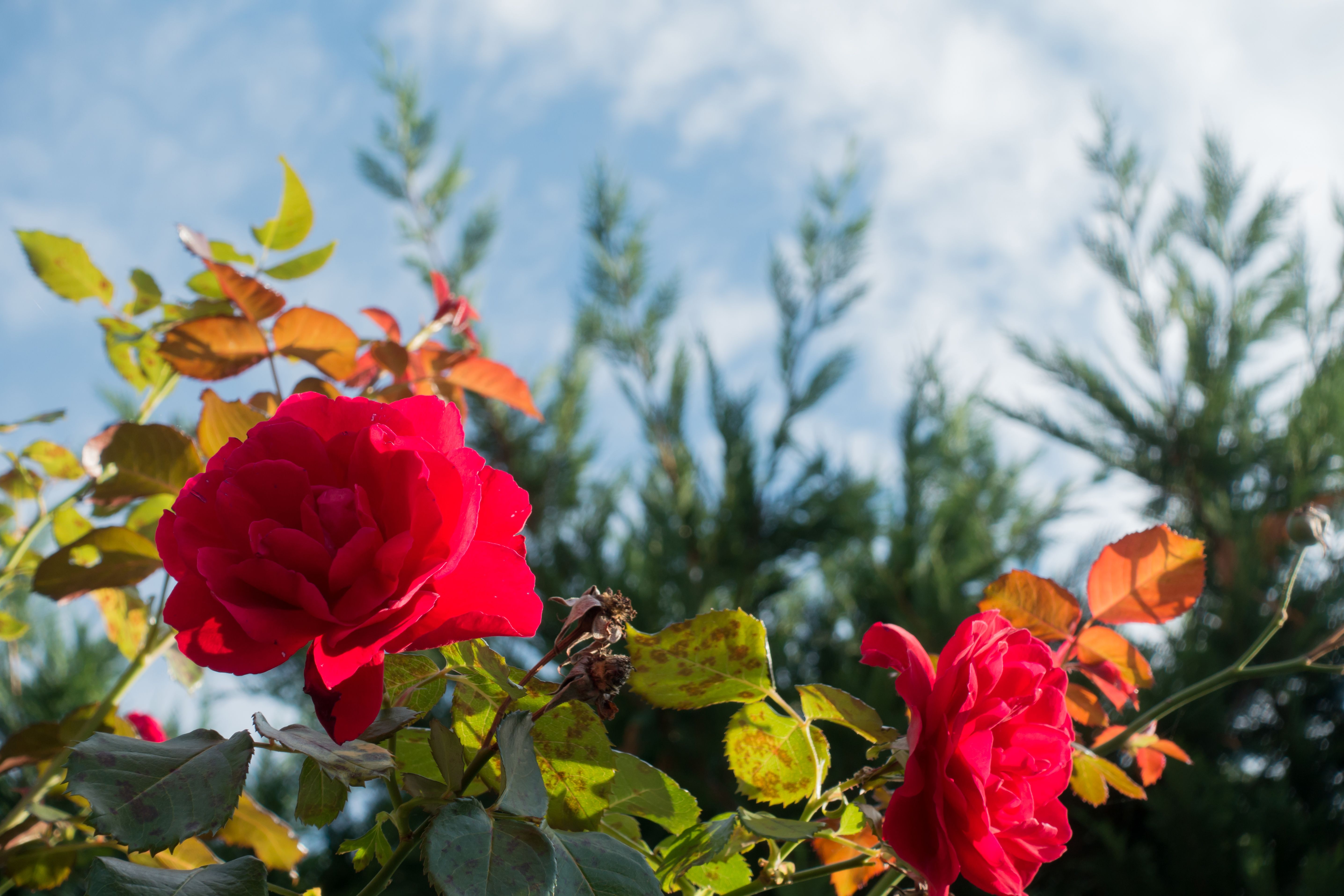 McKinley Rose Garden