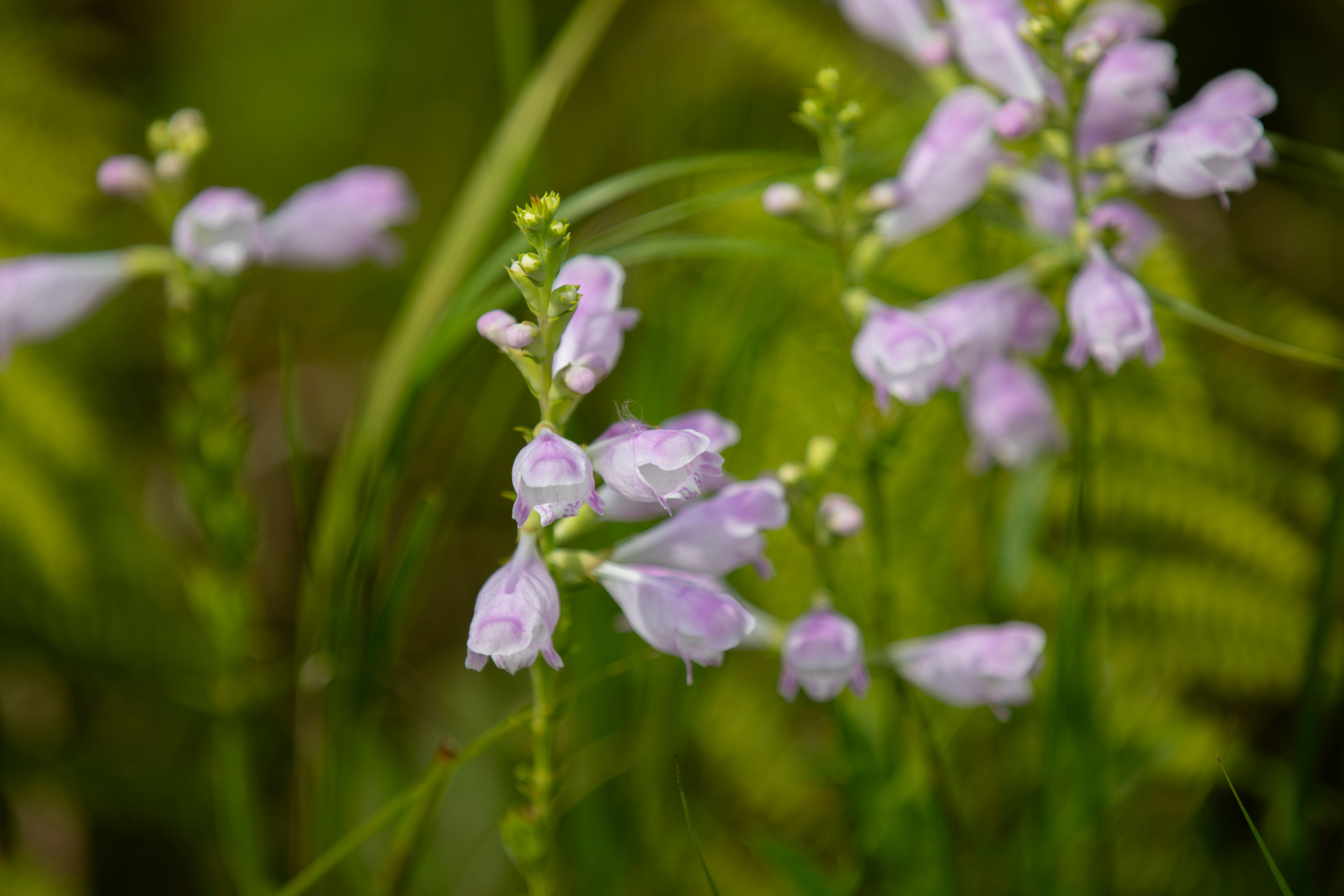colorful native plants