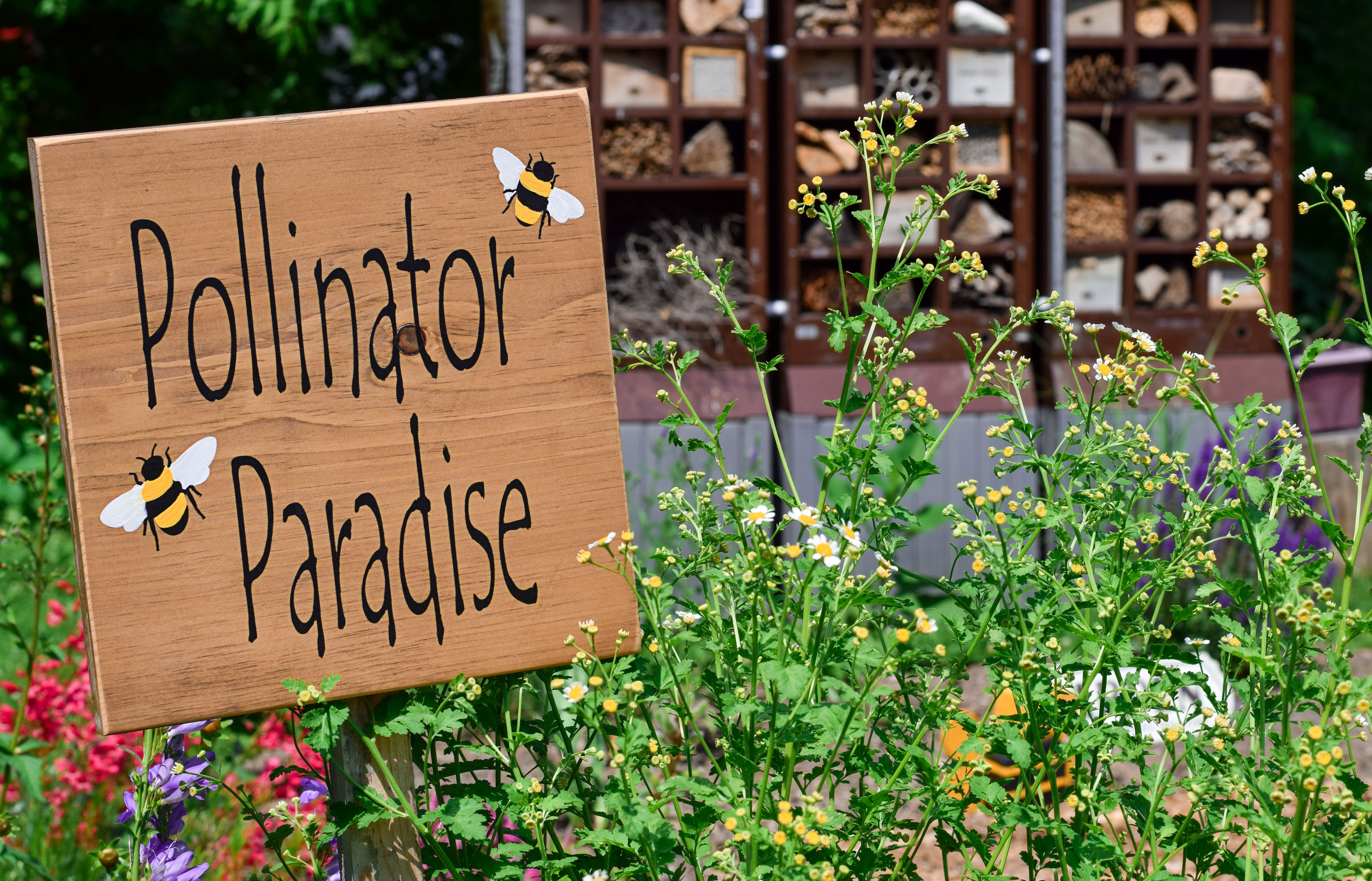 pollinator garden