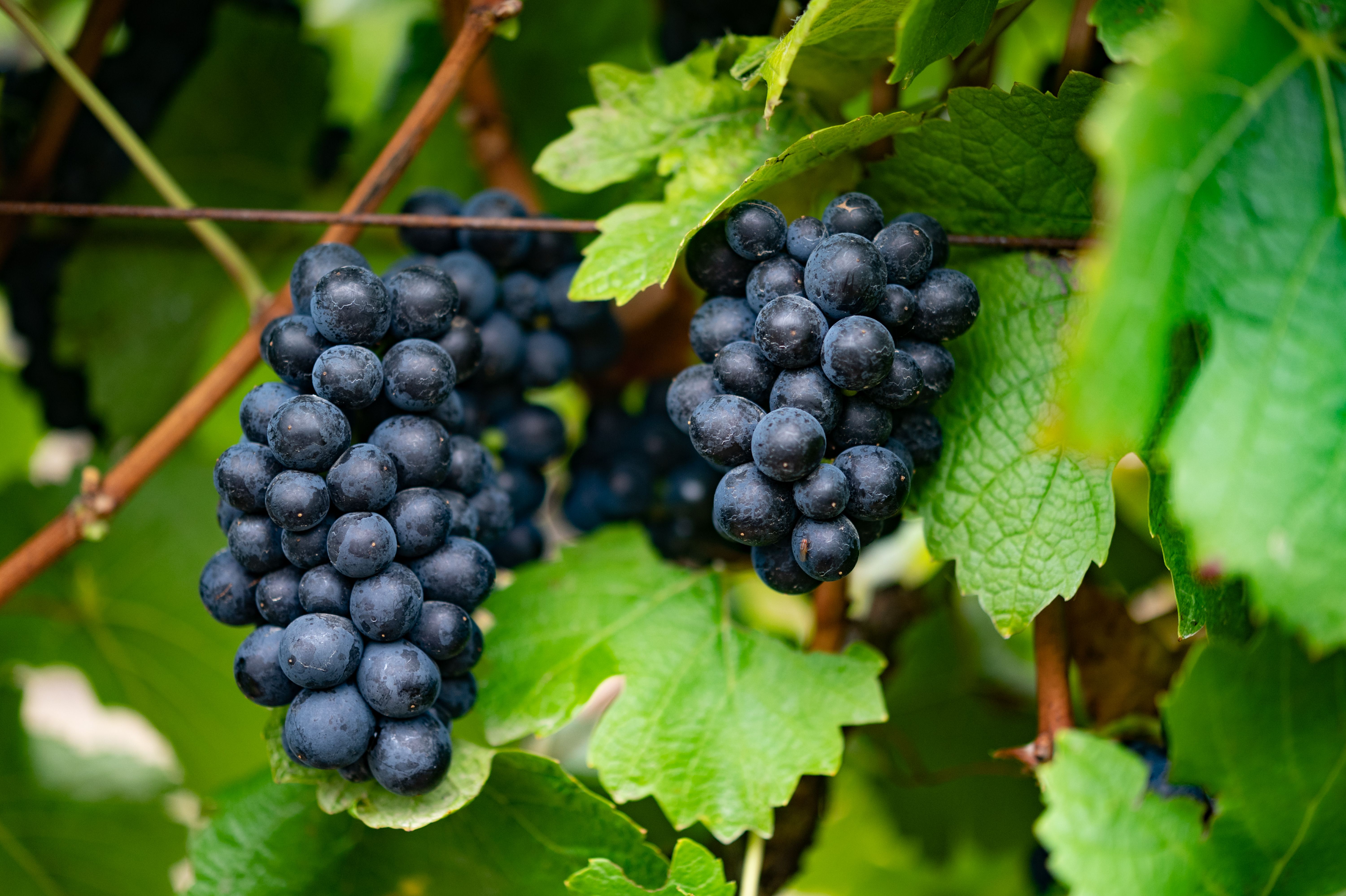 pinot noir grapes