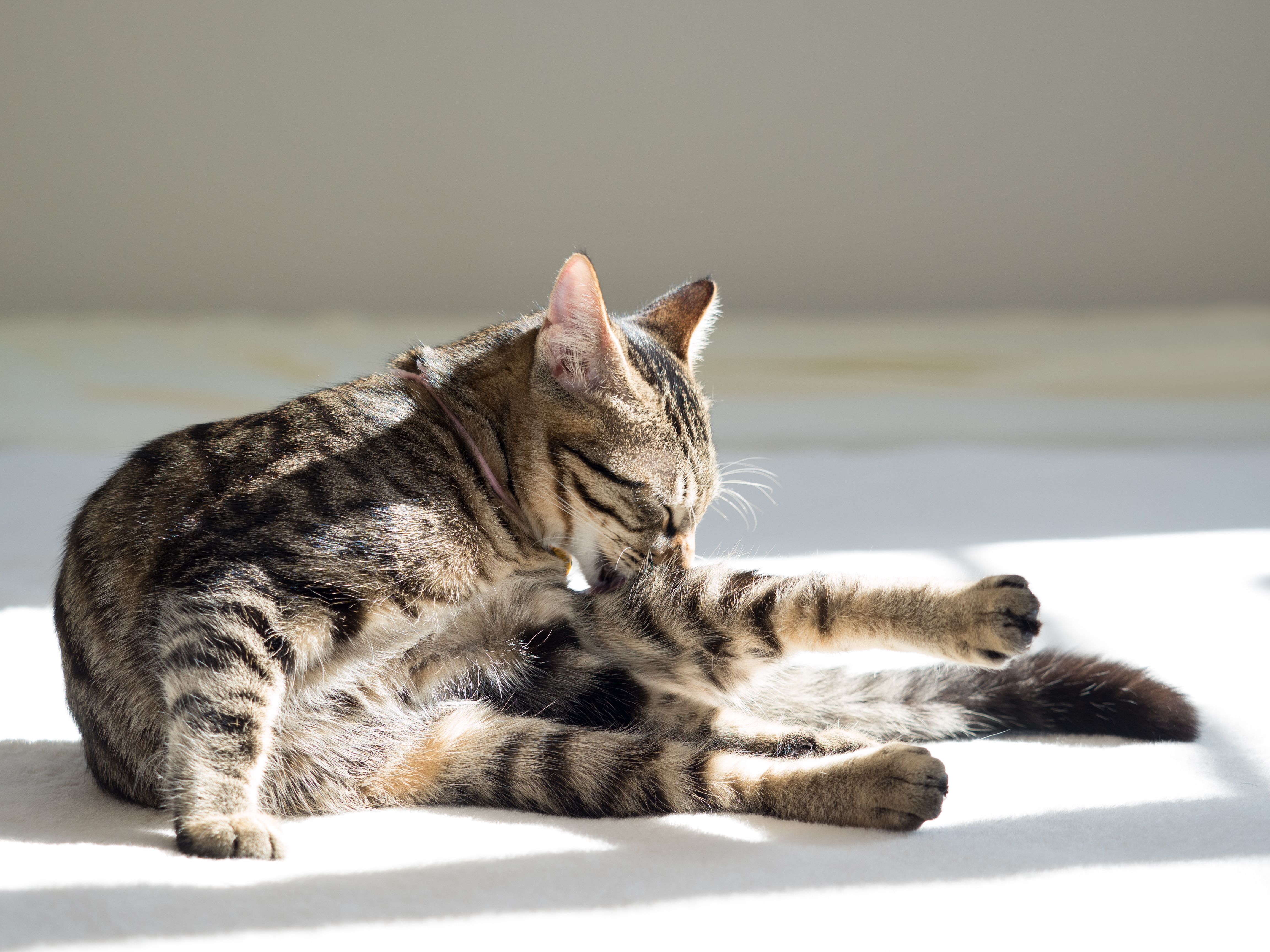 Kitten doing hair coat Kitten doing hair coat