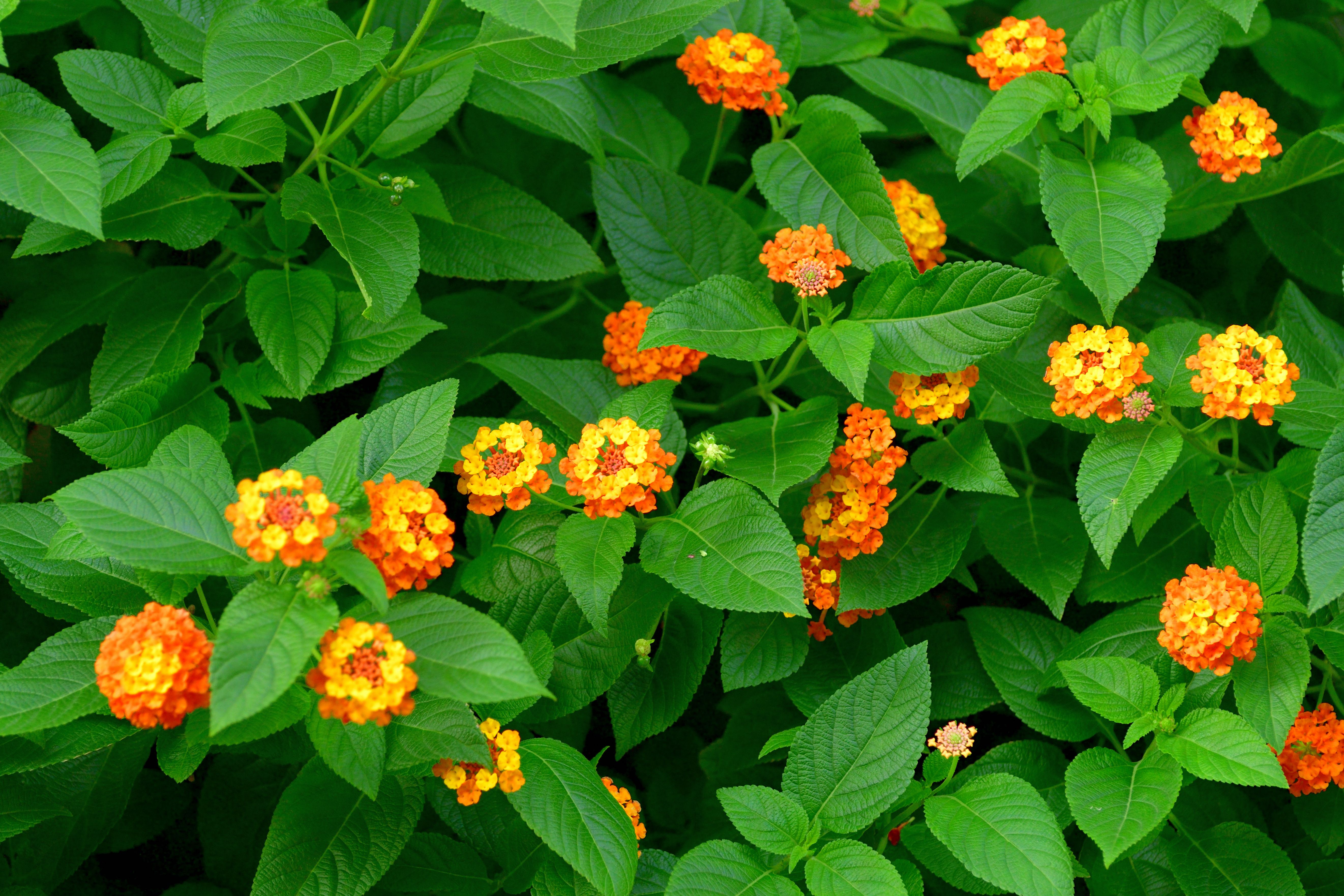 lantana identification