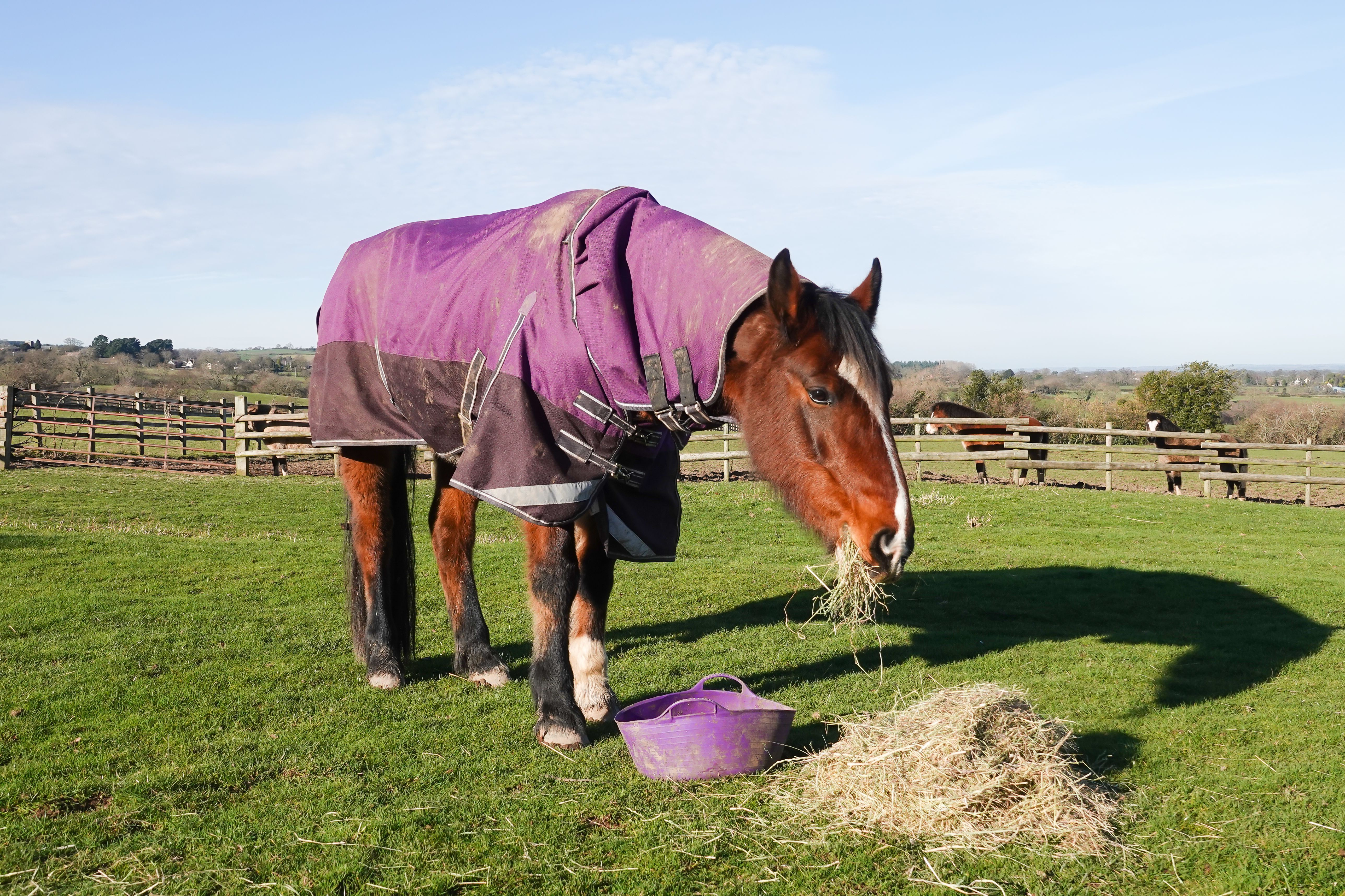 Bay horse wearing a purple waterproof rug stands in field eating hay off the floor, after emptying a purple bucket of feed. Bay horse wearing a purple waterproof rug stands in field eating hay off the floor, after emptying a purple bucket of feed.