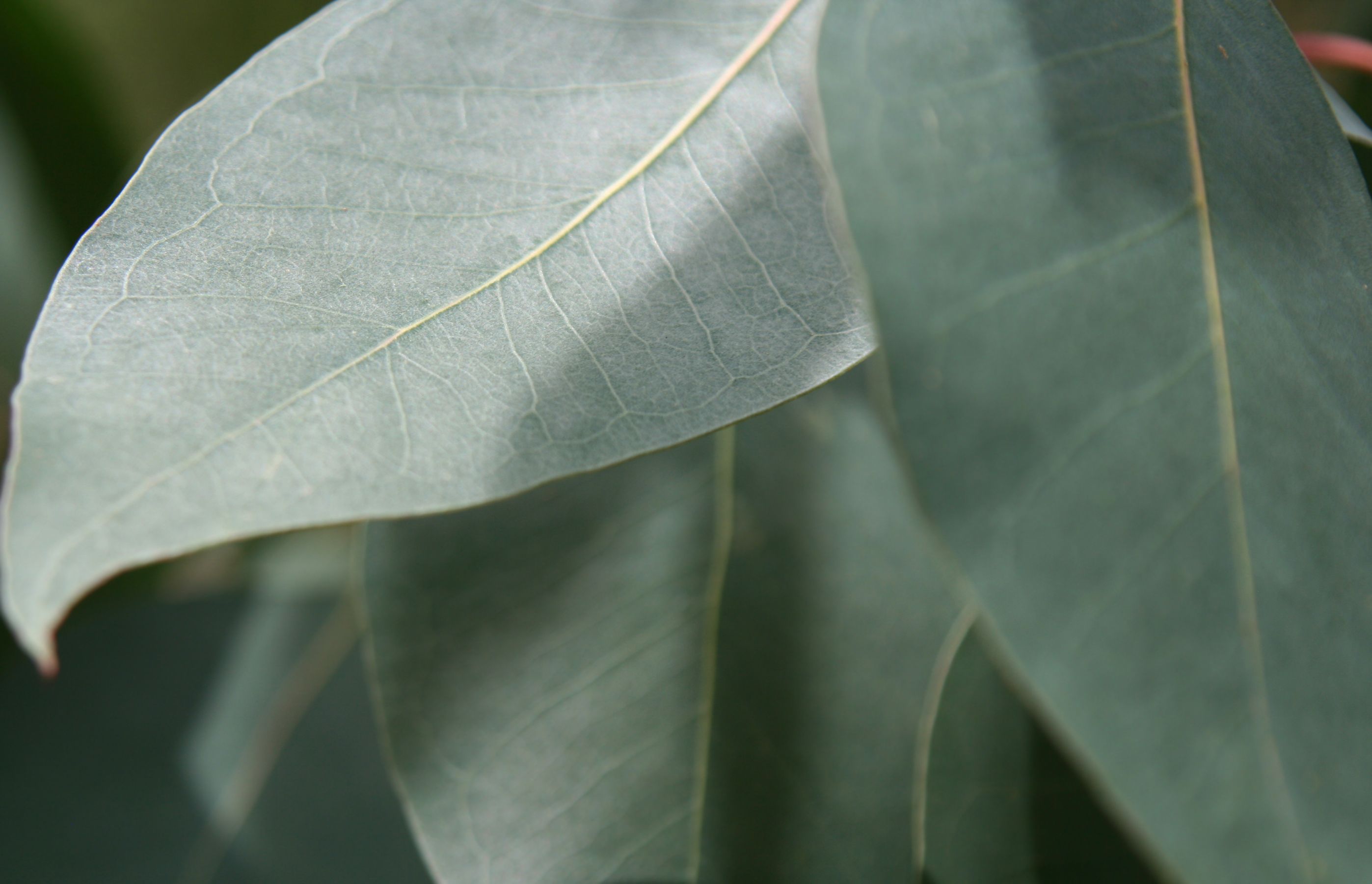 eucalyptus leaves
